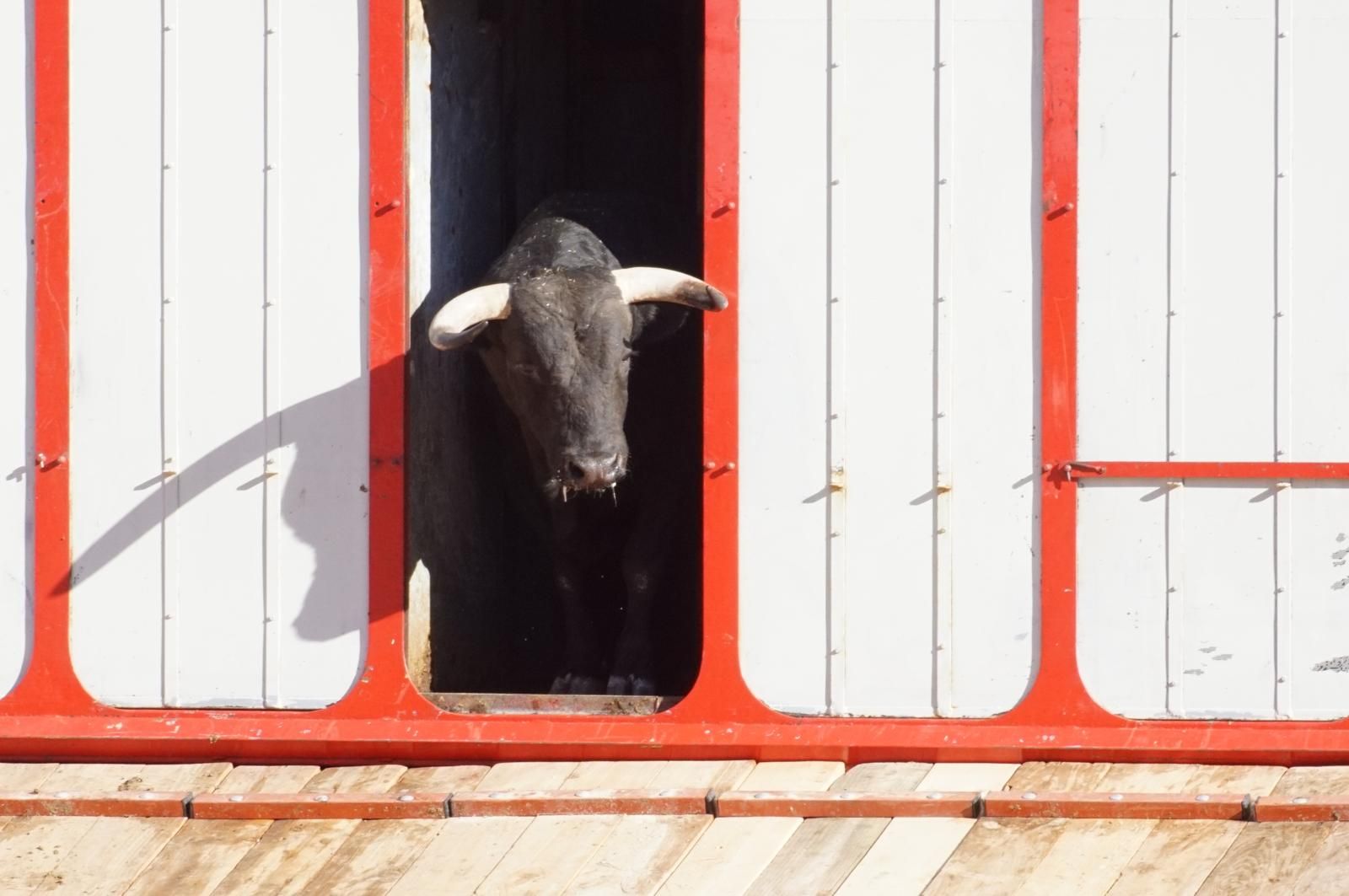 Tradicional Desenjaule en la Plaza de Toros La Glorieta