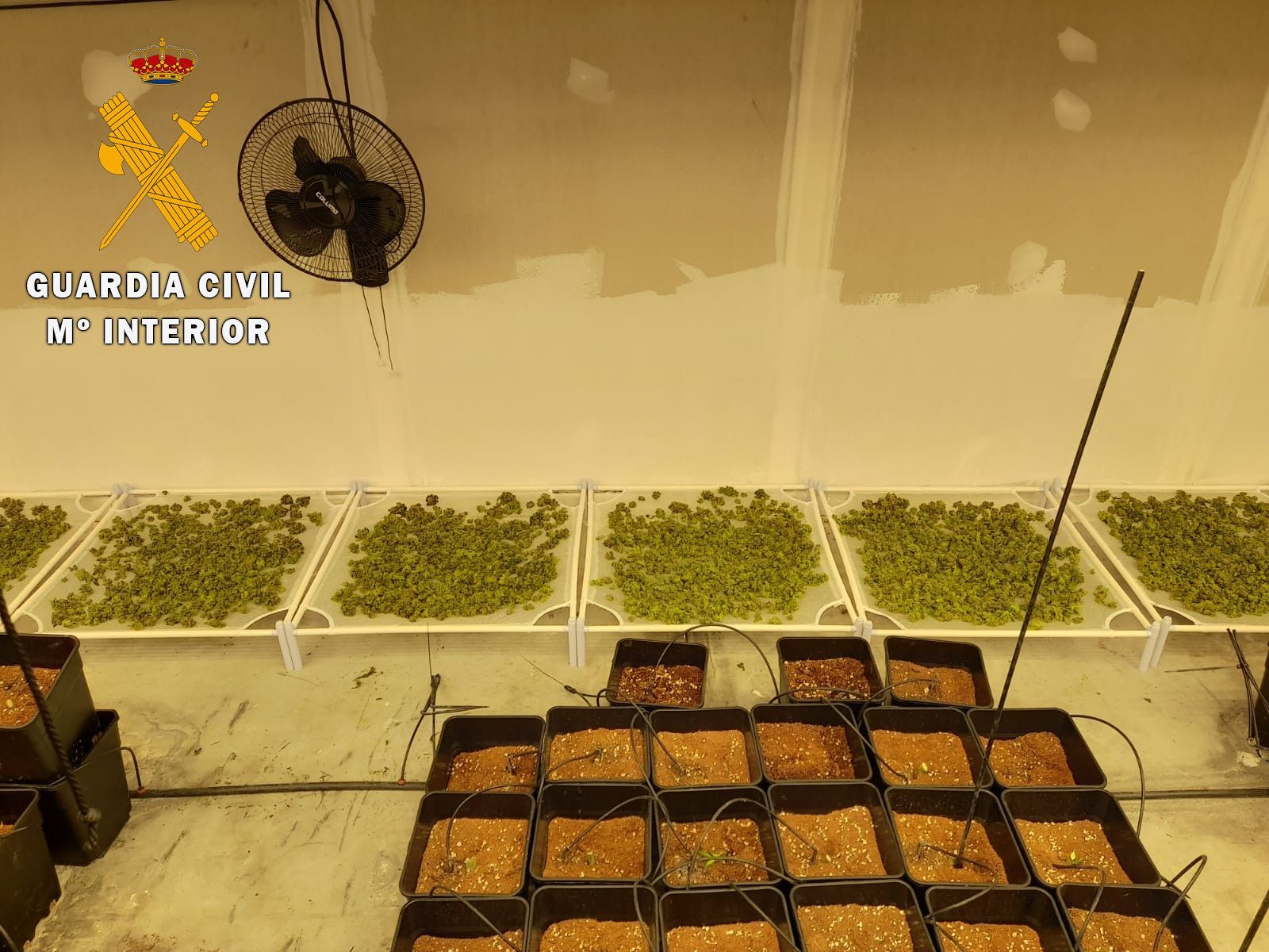 Marihuana incautada en Calvarrasa de Abajo. Fotografía de archivo