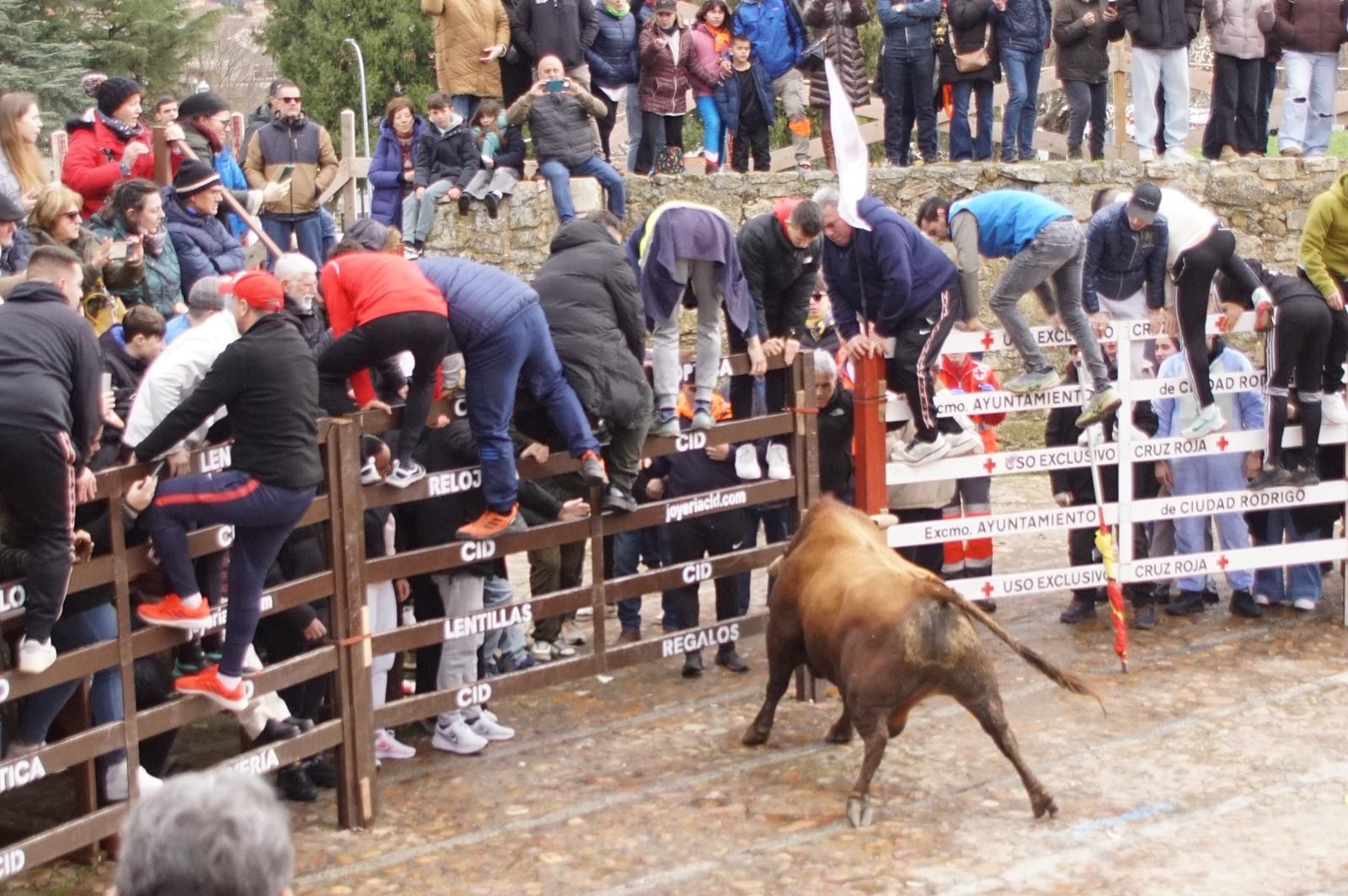 El encierro de Lunes de Carnaval en Ciudad Rodrigo en imágenes