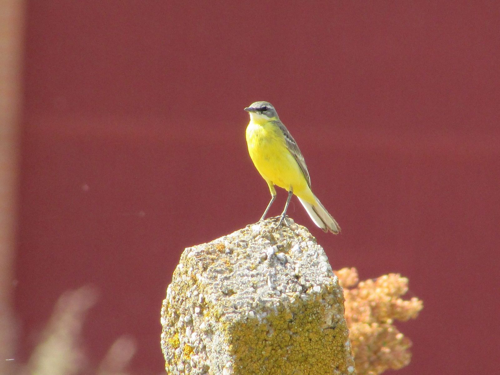 Estas son algunas de las aves migratorias que se pueden observar en Salamanca