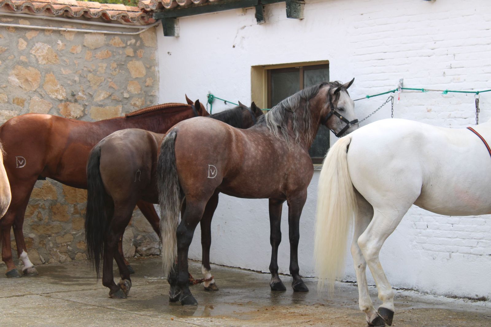 Un encierro de grata presentación de Sánchez y Sánchez para corrida de rejones de la feria