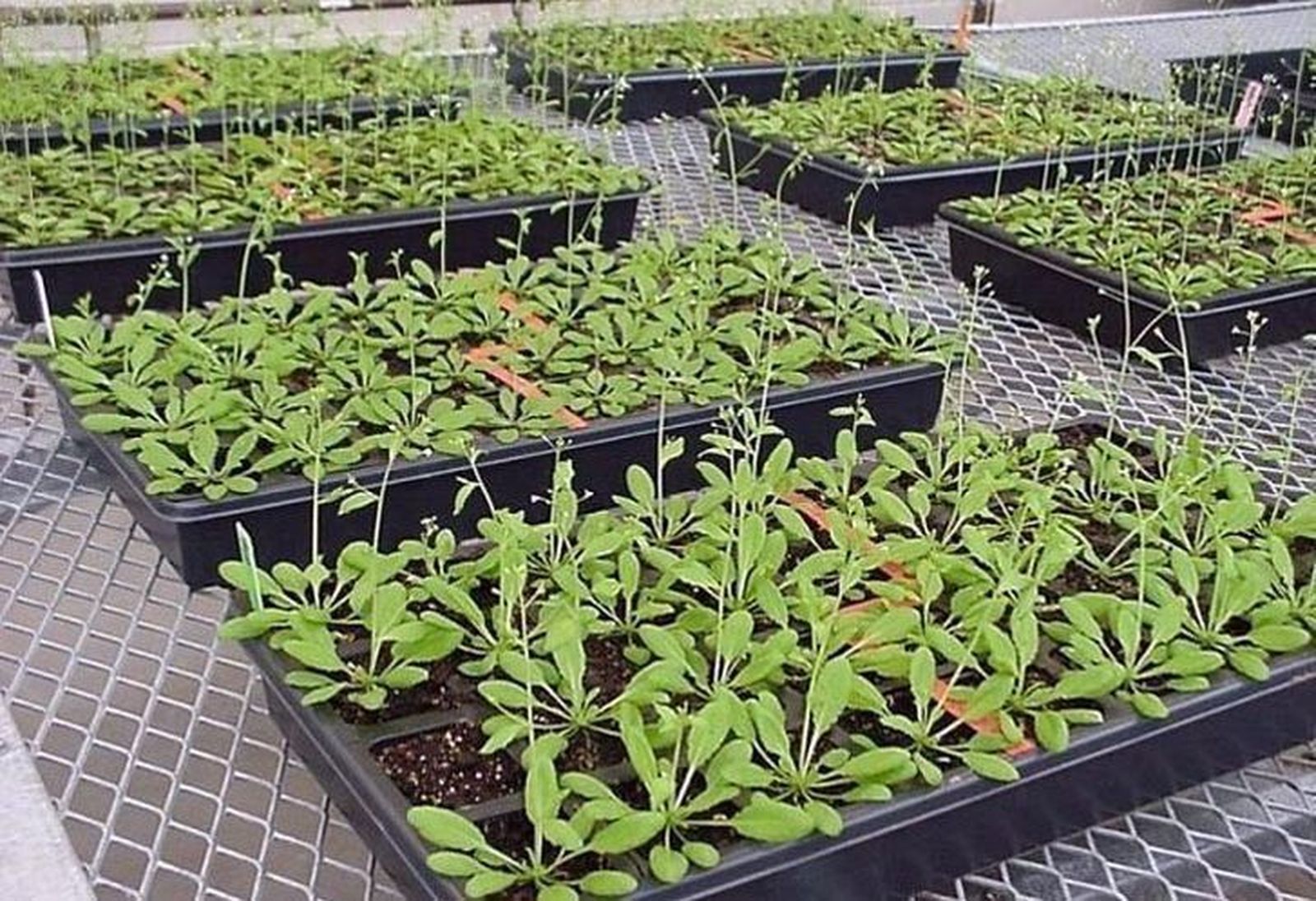 UPA-COAG califica de ‘lamentable’ la moción aprobada en el senado sobre semilla certificada