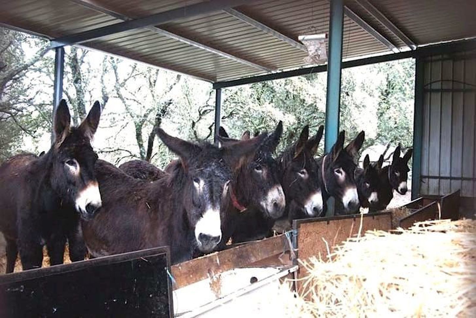 San Vitero contará con una pasarela y un concurso de habilidades de asnos