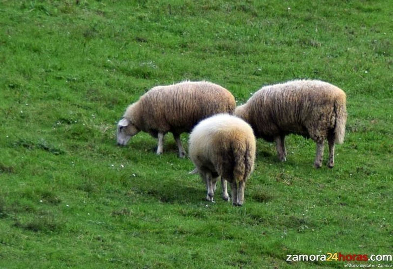 Los lechones y los tostones siguen subiendo en la Lonja de Zamora