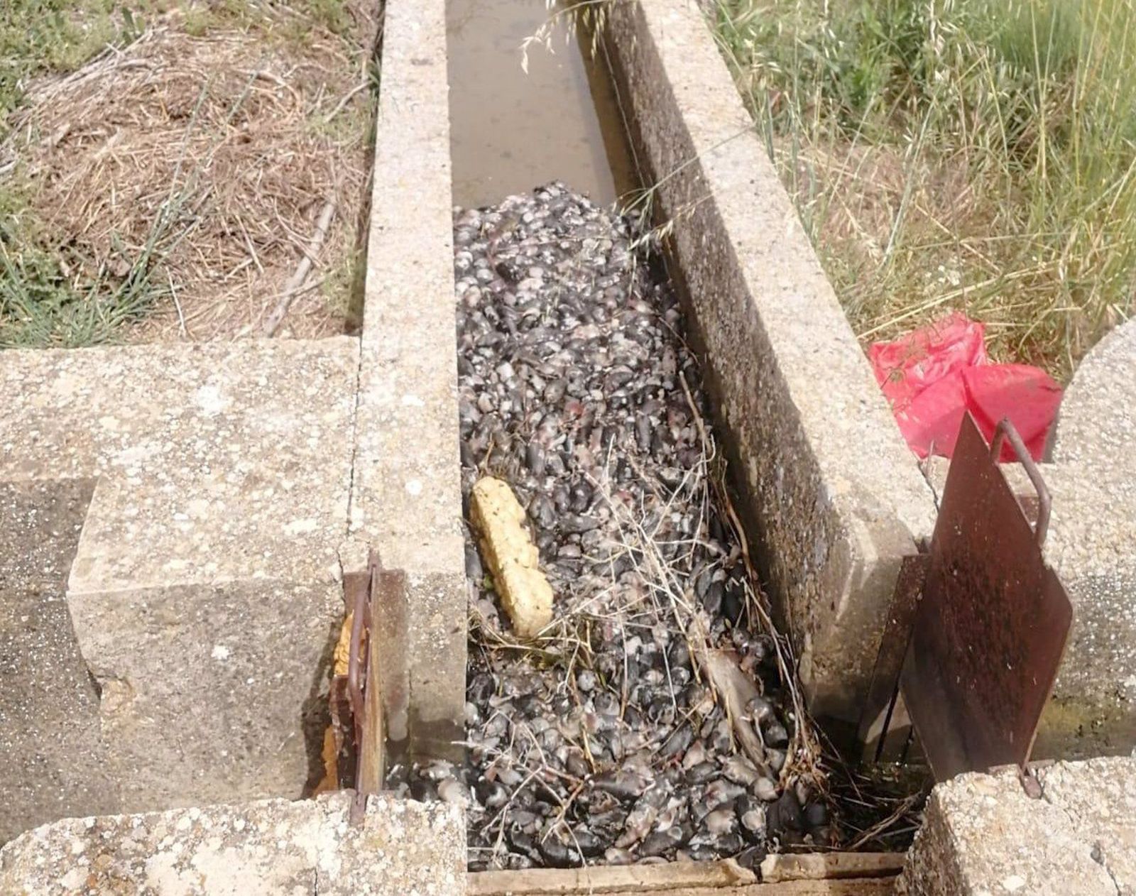 Fotografía de una reguera llena de topillos situada en el término municipal de Paredes de Nava   ASAJA   Archivo