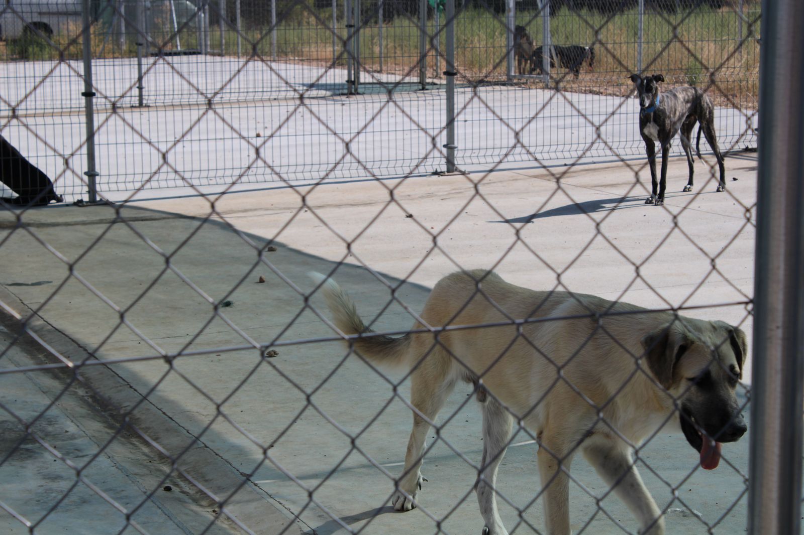 refugio-de-animales-del-ayuntamiento-de-salamanca-65