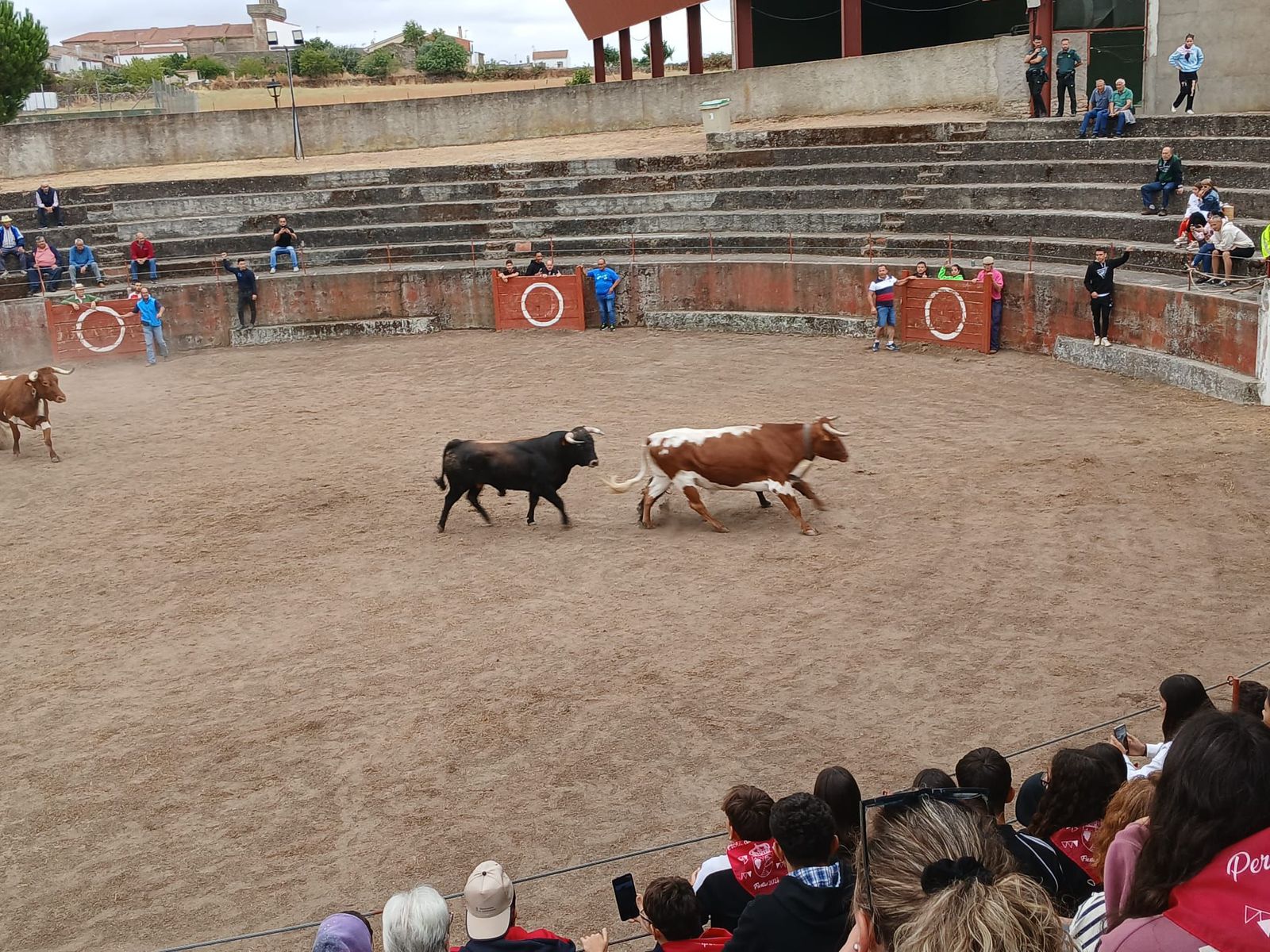 Encierro de novillos en Pereña