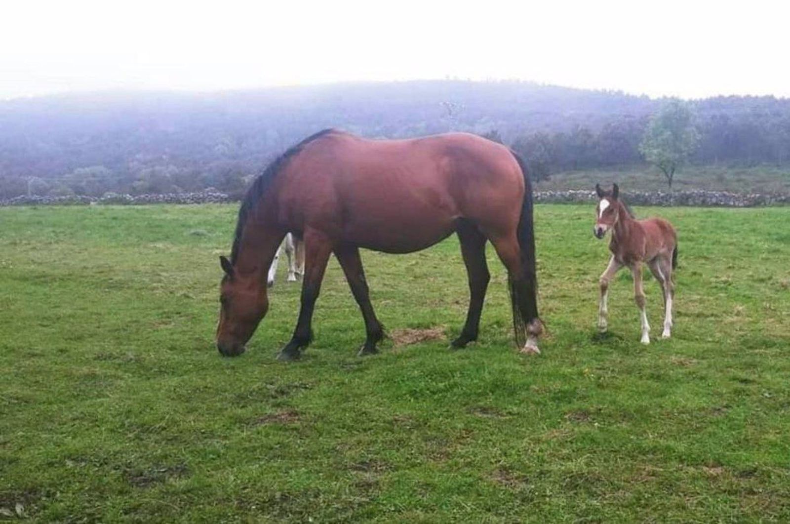 Una yegua con su cría. Foto EP