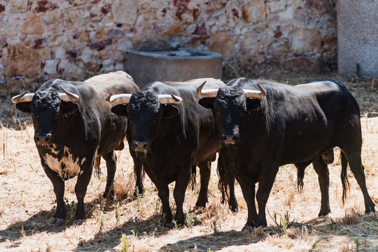 Sorteo de los toros para el mano a mano entre Morante de la Puebla y Marco Pérez en Salamanca. Fotos BMF Toros (2)