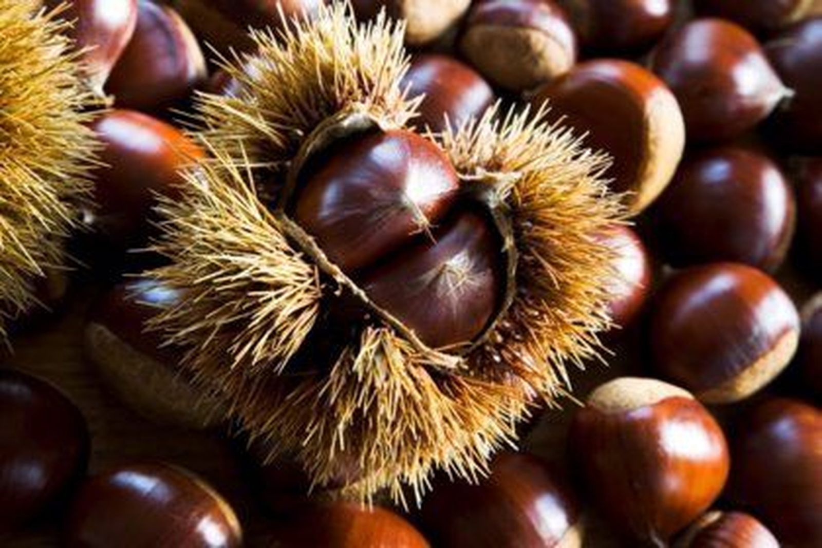 Castañas. Foto de archivo. EP