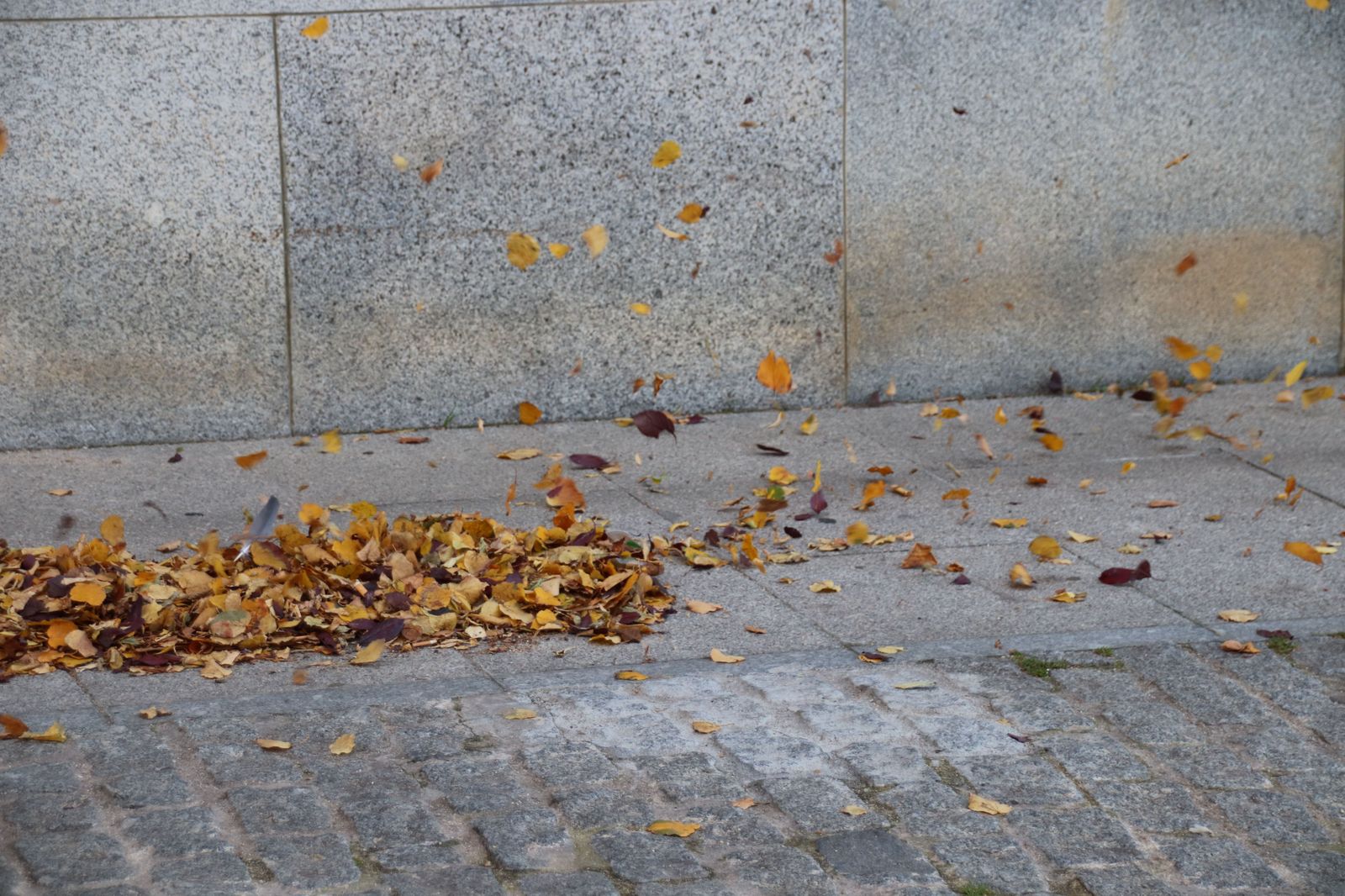 Otoño, hojas, imagen de archivo