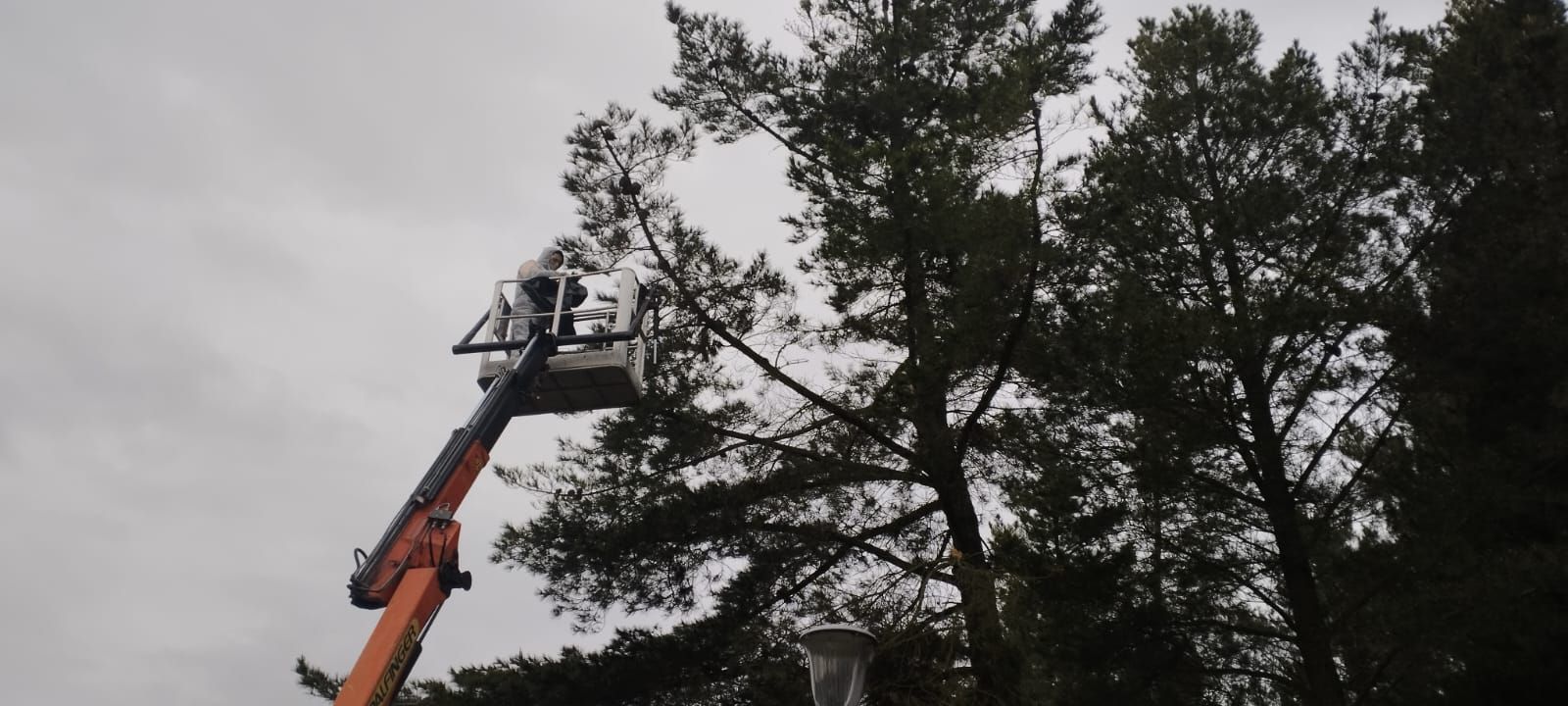 Labores de prevención de la procesionaria en Alba de Tormes