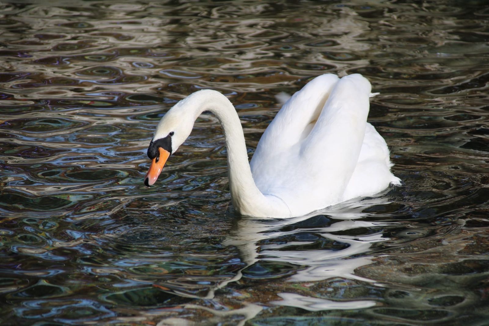 Patos y cisnes vuelven al estanque de La Alamedilla