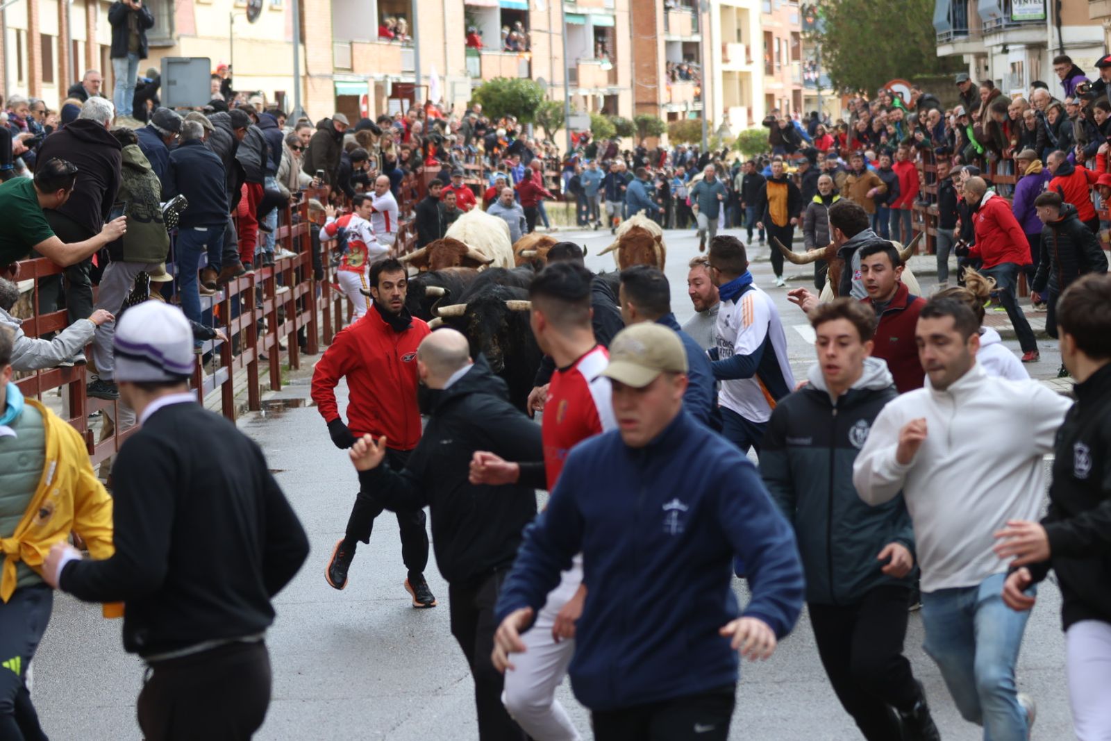 Encierro del lunes de Carnaval en Ciudad Rodrigo, toros de Fermín Bohórquez