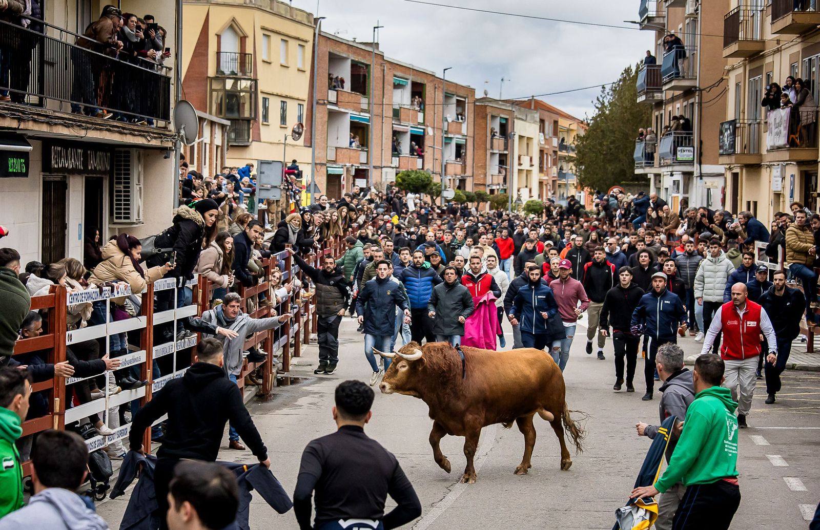 Gran expectación con el Toro de San Sebastián de Ciudad Rodrigo