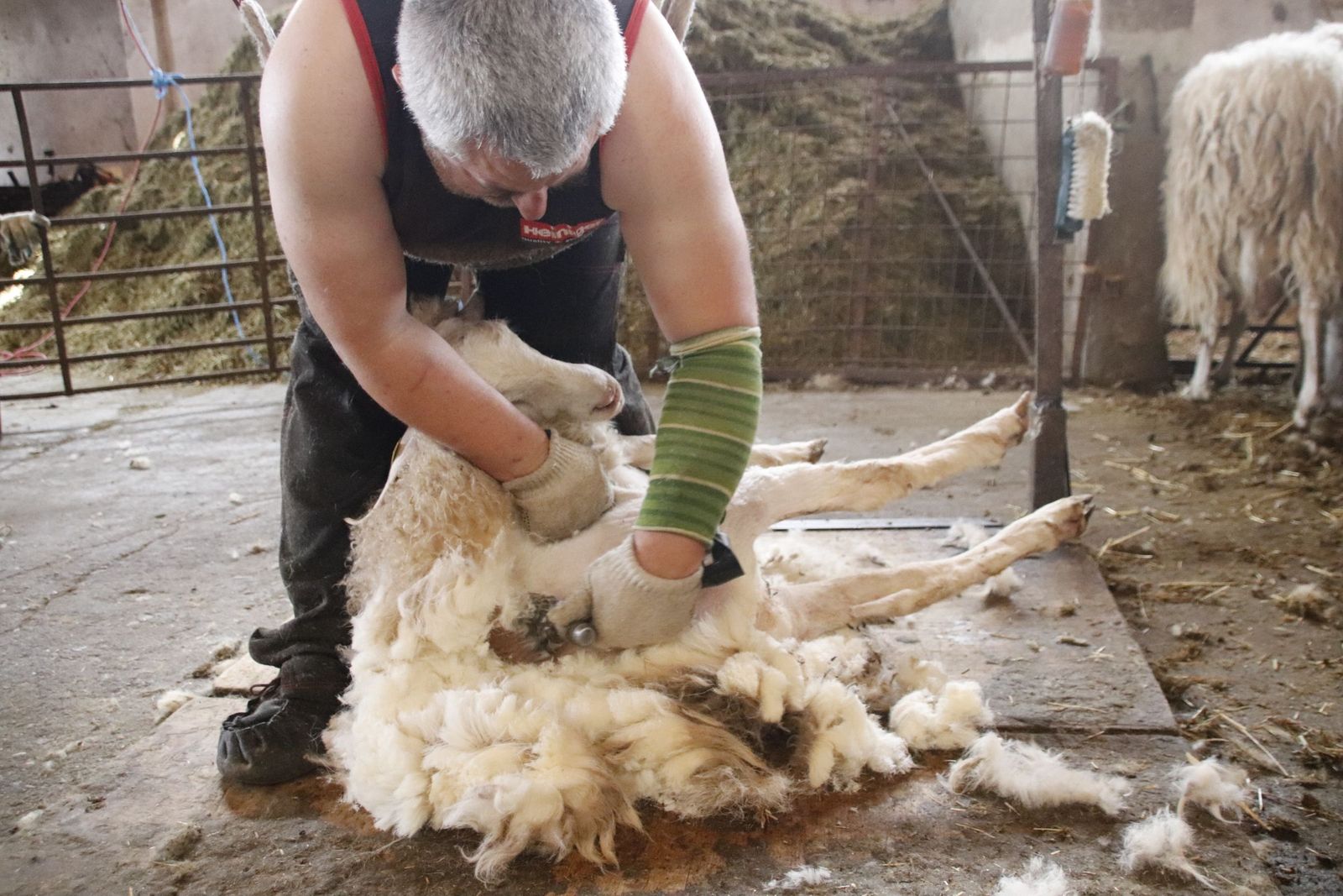 Reportaje Esquilar ovejas. Foto Andrea M.