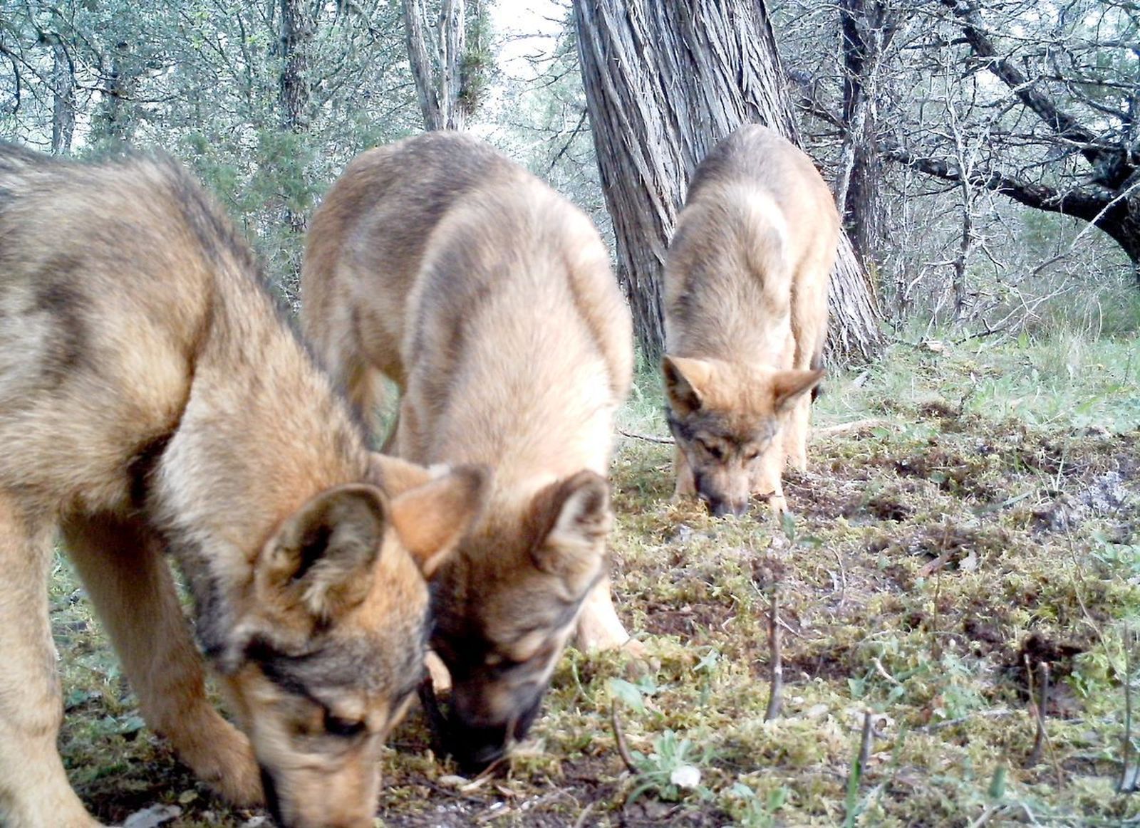 Ejemplares del lobo ibérico en la provincia de Soria. Fotografía cedida por Valentín Guisande. ICAL
