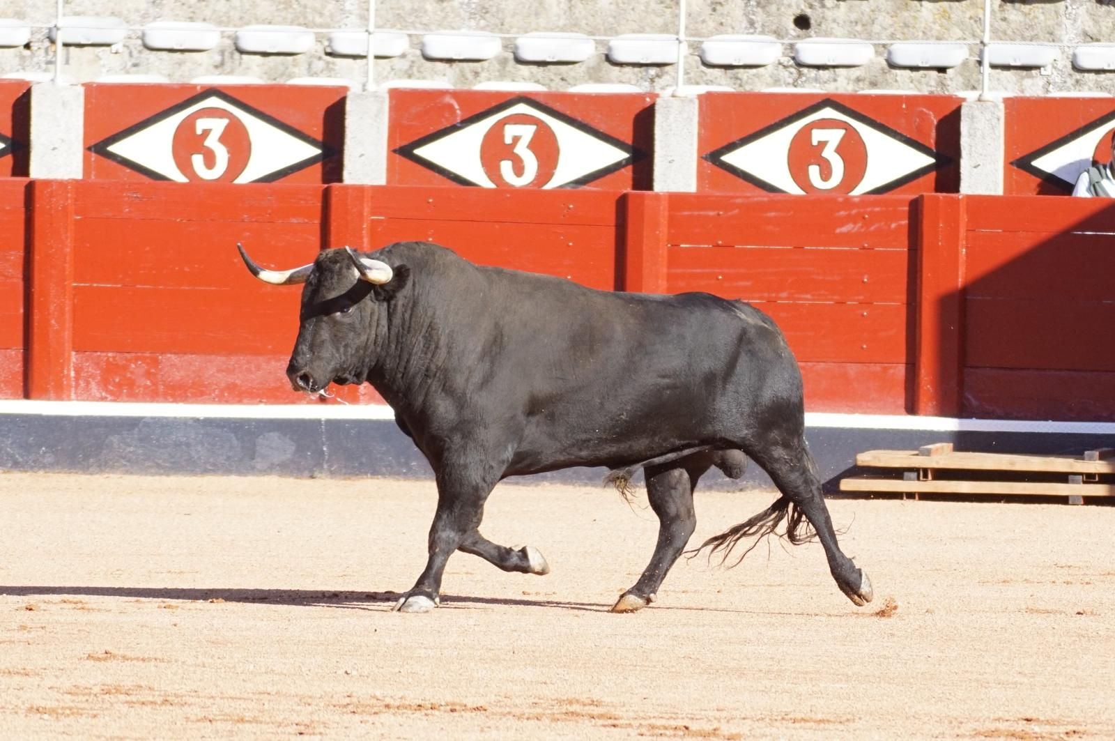 Tradicional Desenjaule en la Plaza de Toros La Glorieta