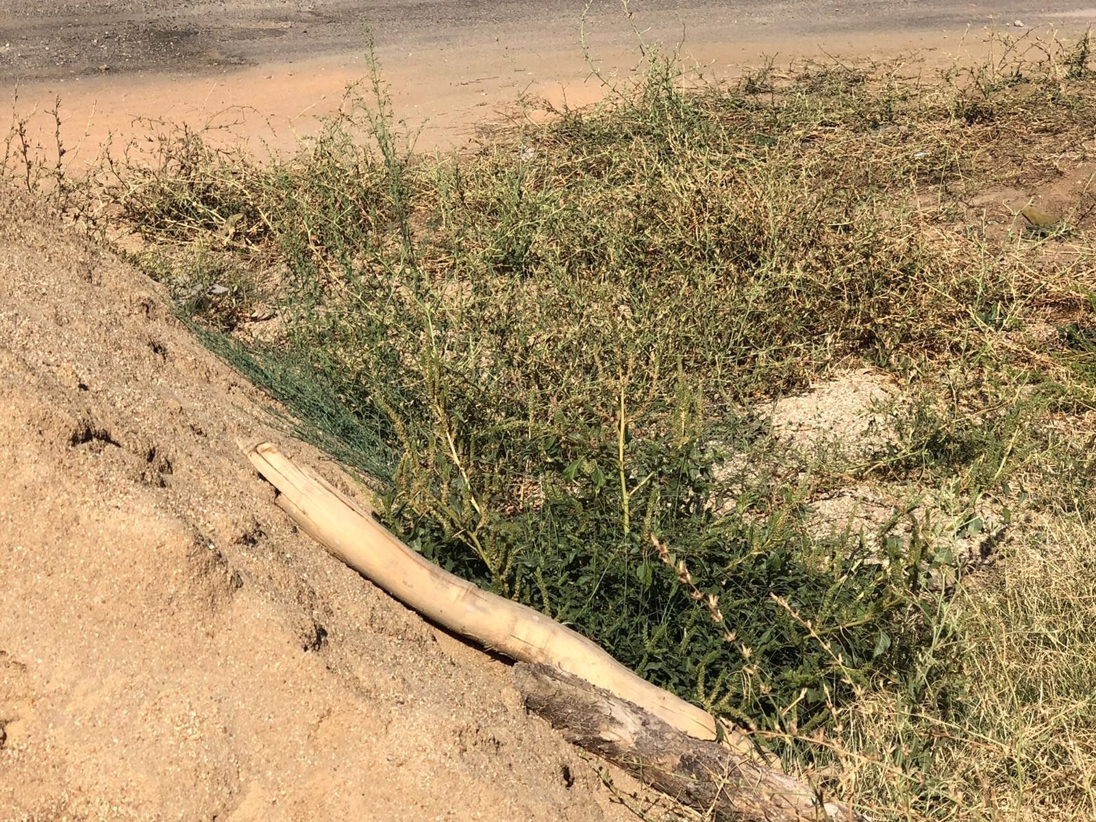 WhatsApp Image 2020 08 07 at 18.09.08