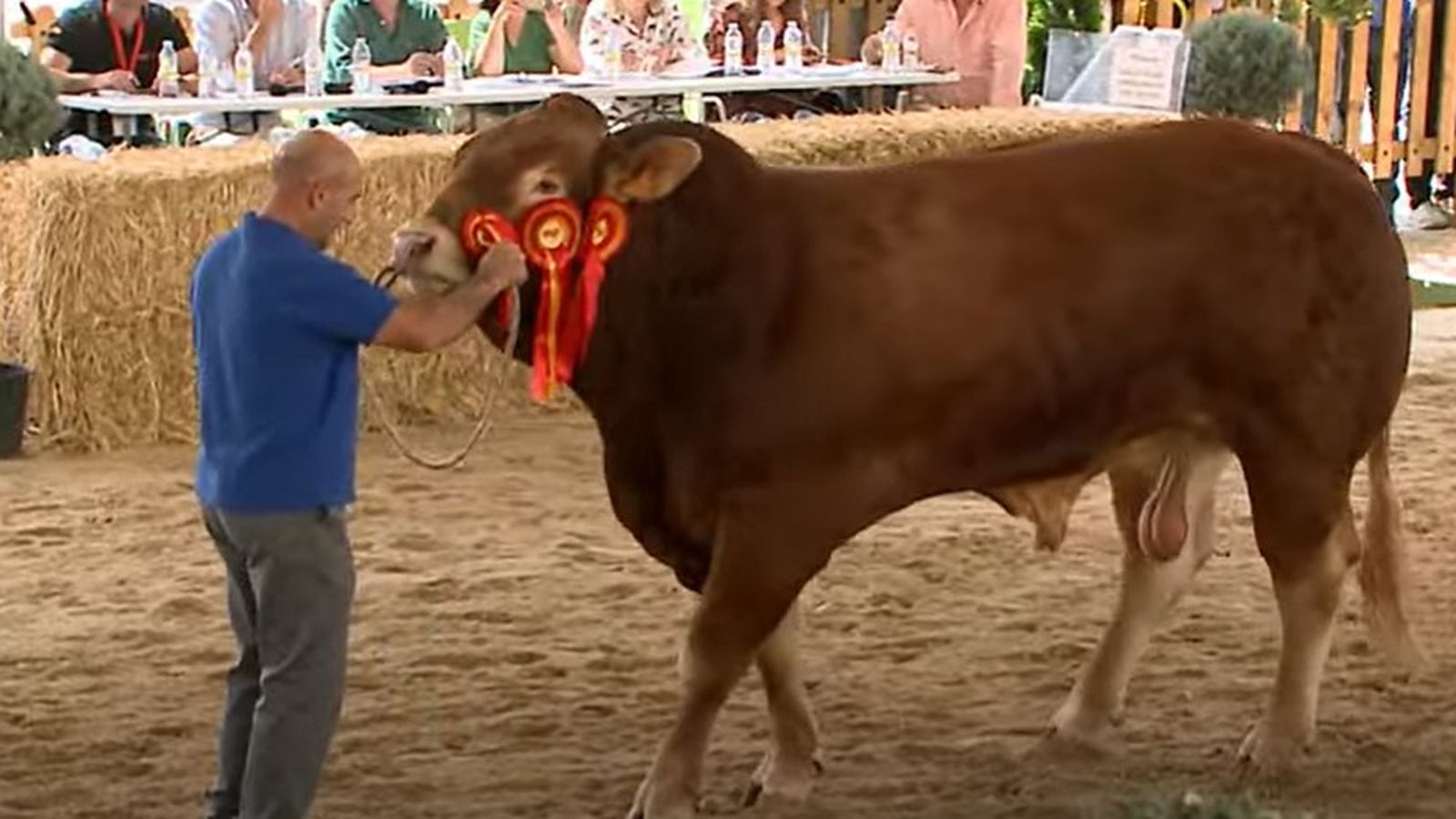 Subasta de Limusín en la feria agropecuaria Ugandés