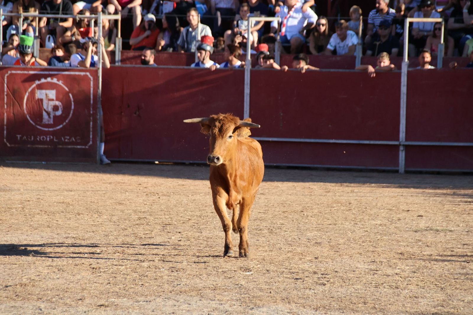 20240816185431-img-3969