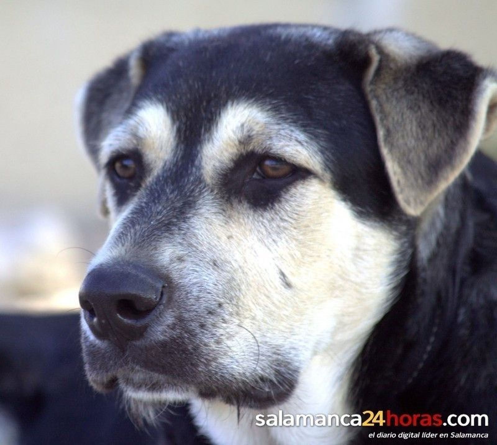 Club del Perro 19 octubre