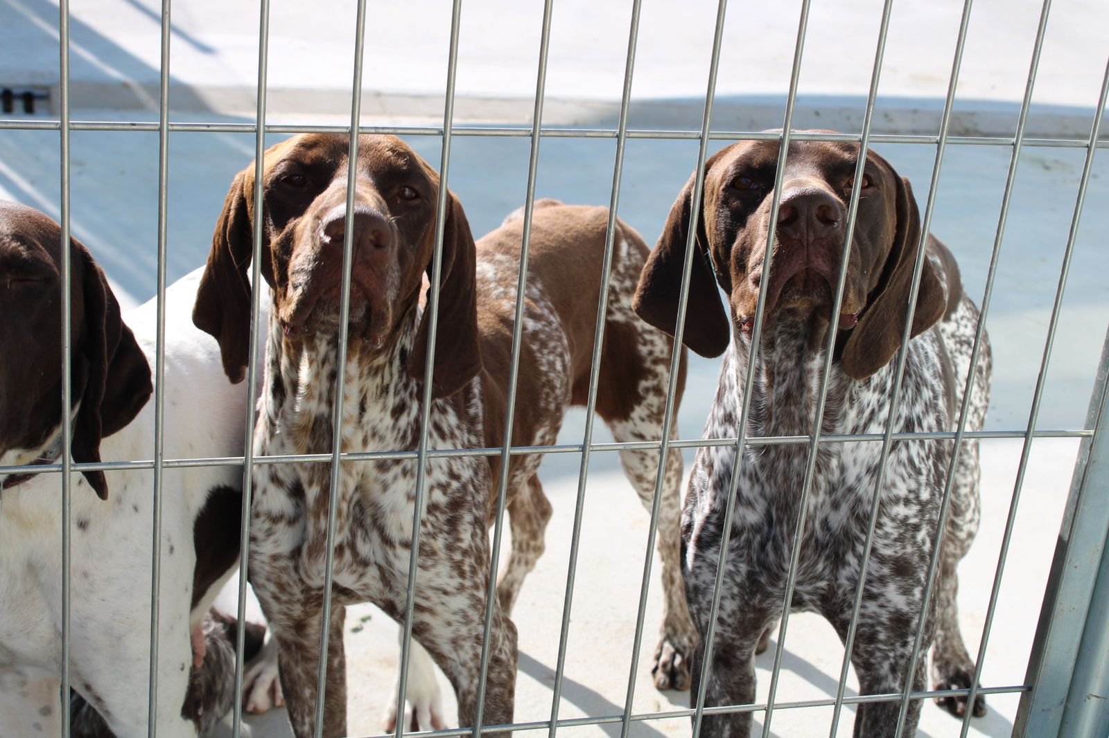 refugio-de-animales-del-ayuntamiento-de-salamanca-5