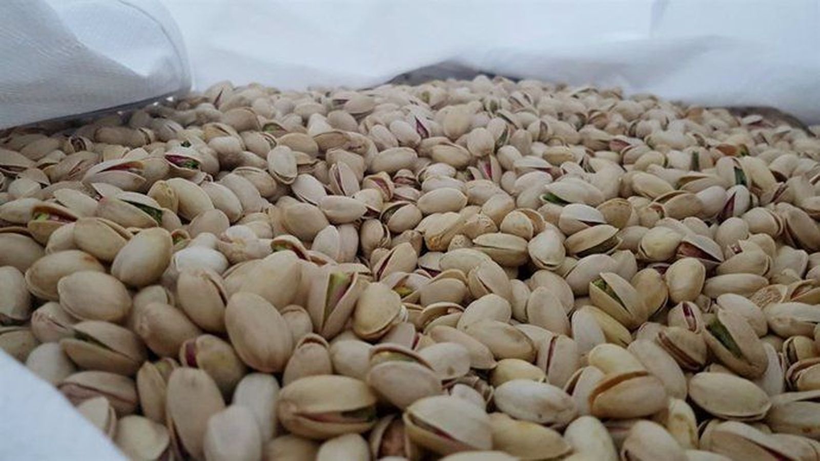 Pistachos. Foto EP