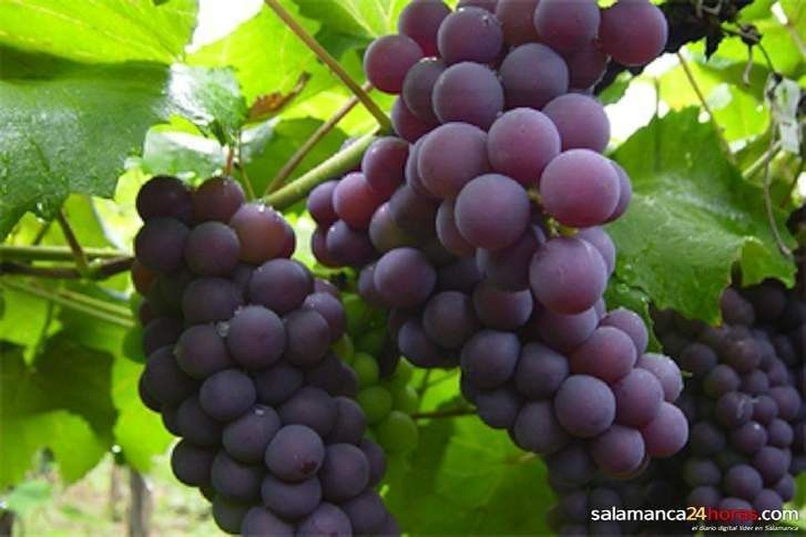 Arranca la tercera edición de la Fiesta de la Vendimia