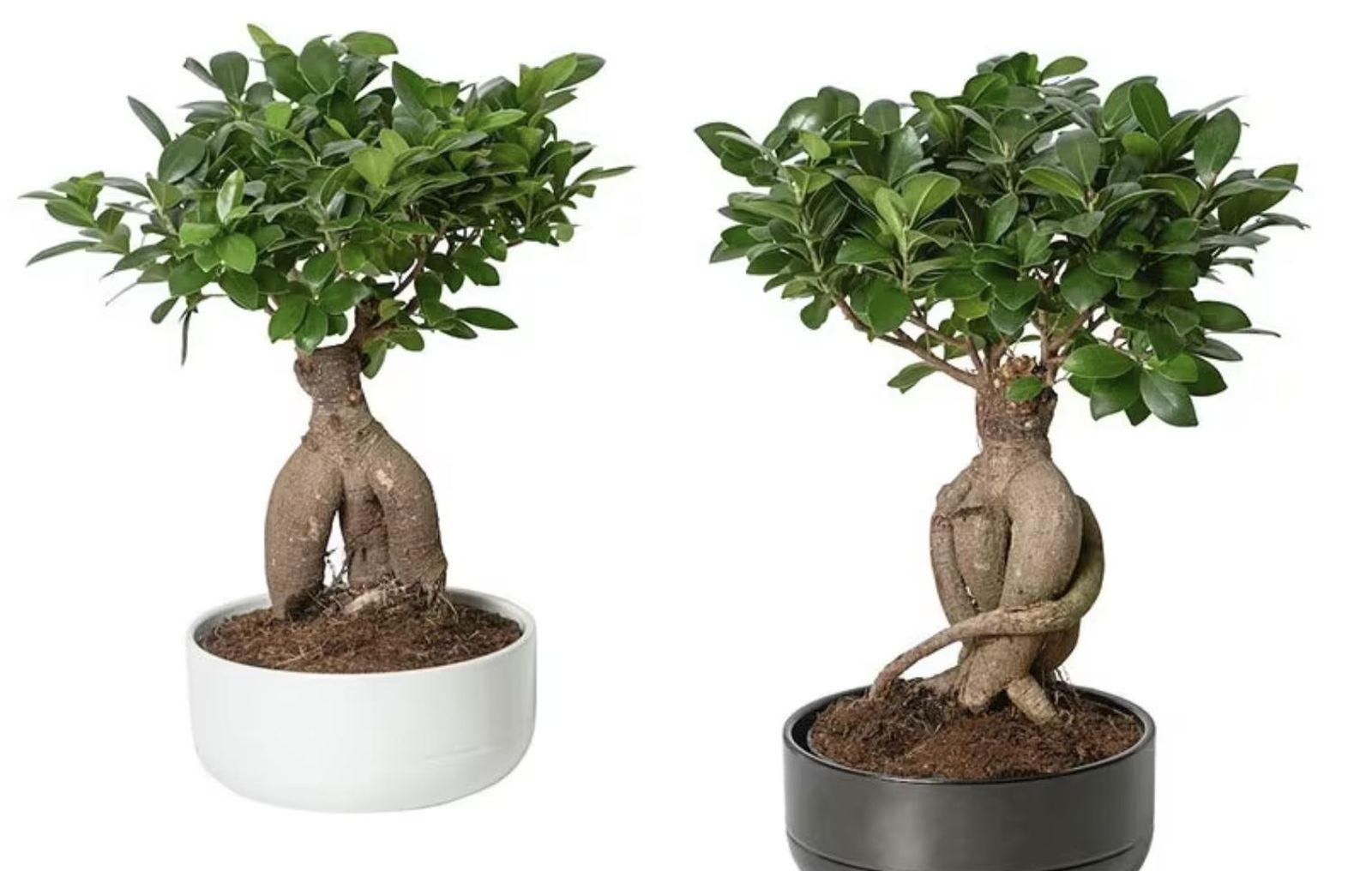 Ficus | Foto Ikea