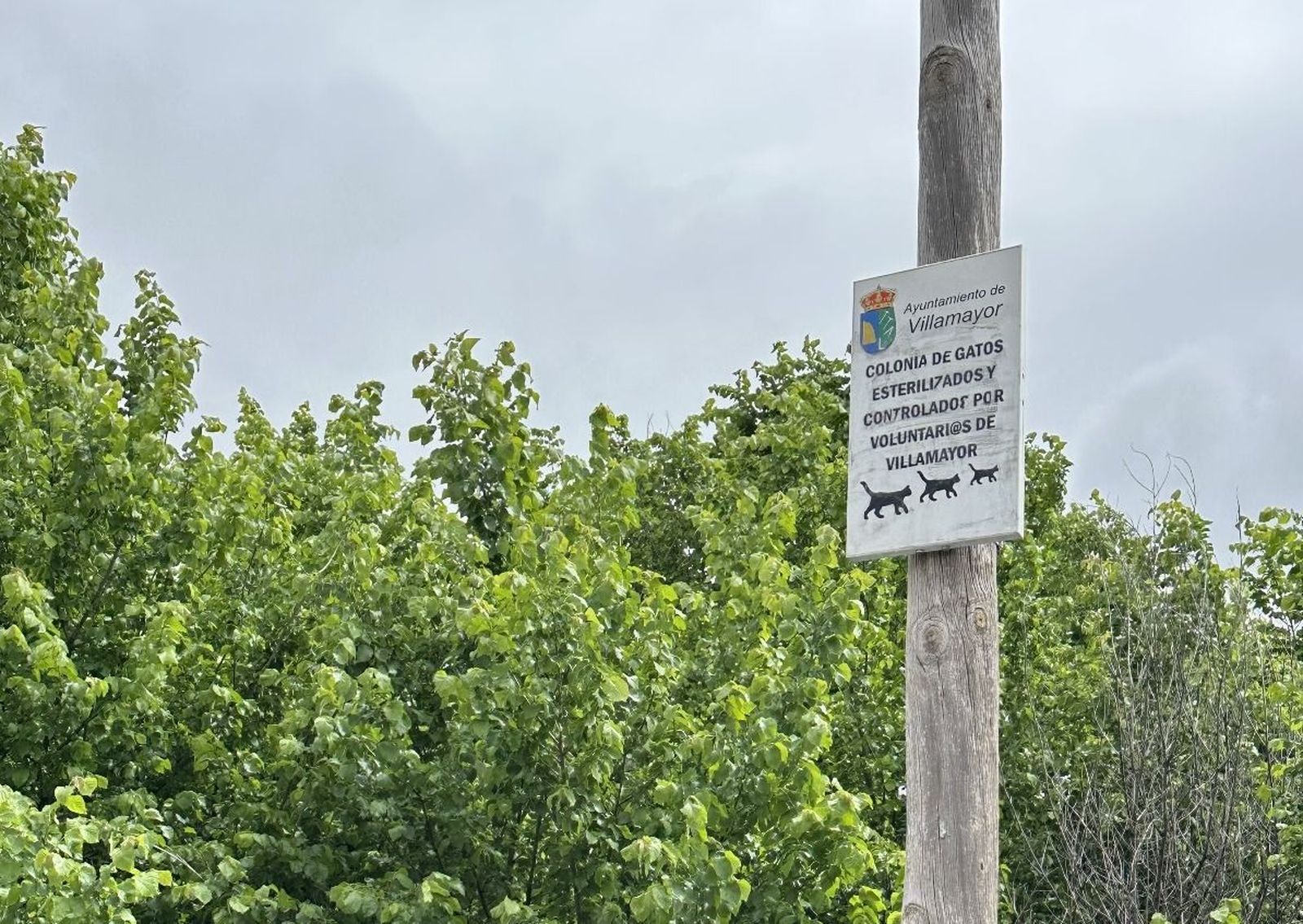 El Ayuntamiento de Villamayor aprueba un Plan de Gestión Ética de Colonias Felinas El Ayuntamiento de Villamayor aprueba un Plan de Gestión Ética de Colonias Felinas