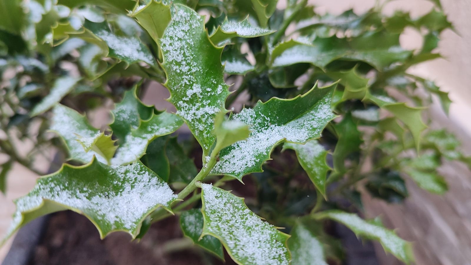 niebla-engelante-en-zamora-helada-estampa-navidena-este-martes-9