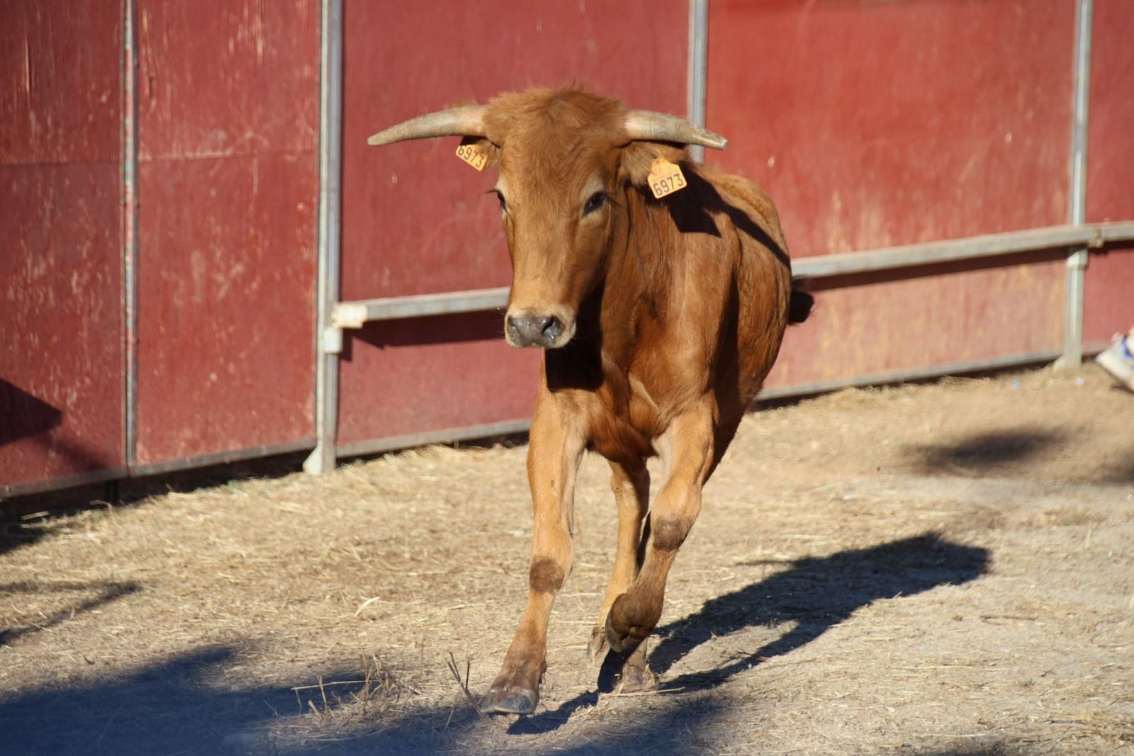 20240816185455-img-3974