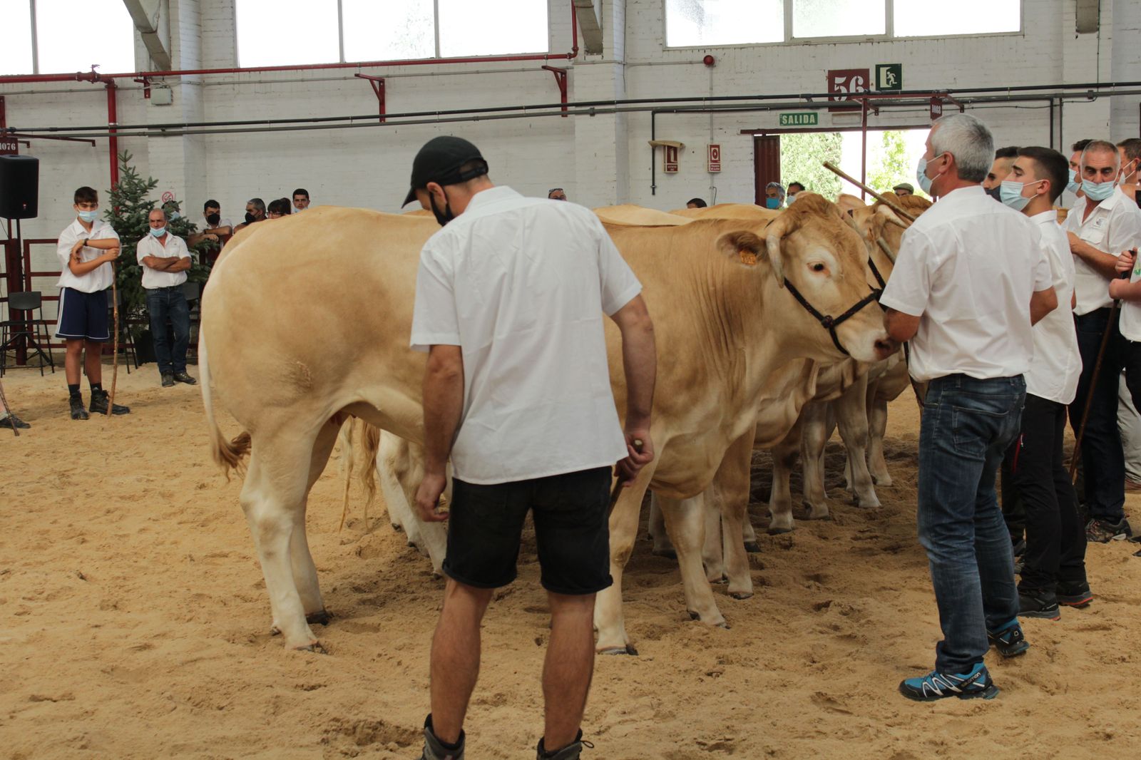 blonde-de-aquitania-4