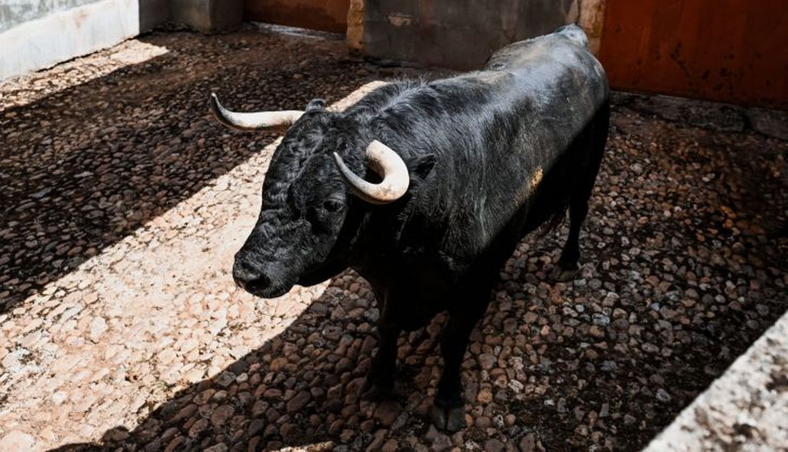 Sorteo de los toros para el mano a mano entre Morante de la Puebla y Marco Pérez en Salamanca. Fotos BMF Toros (13) Sorteo de los toros para el mano a mano entre Morante de la Puebla y Marco Pérez en Salamanca. Fotos BMF Toros (13)
