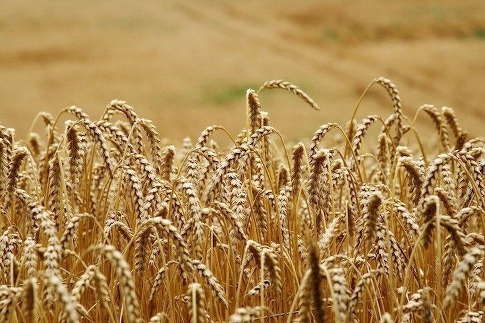 Los cereales de las comarcas de Peñaranda y La Armuña, amenazados por la falta de lluvias y las altas temperaturas