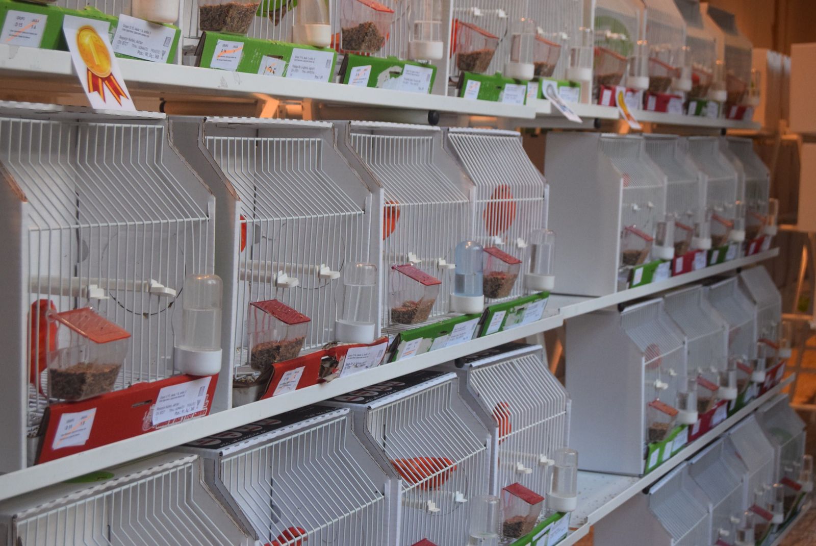 exposicion-ornitologica-en-el-colegio-universitario-12