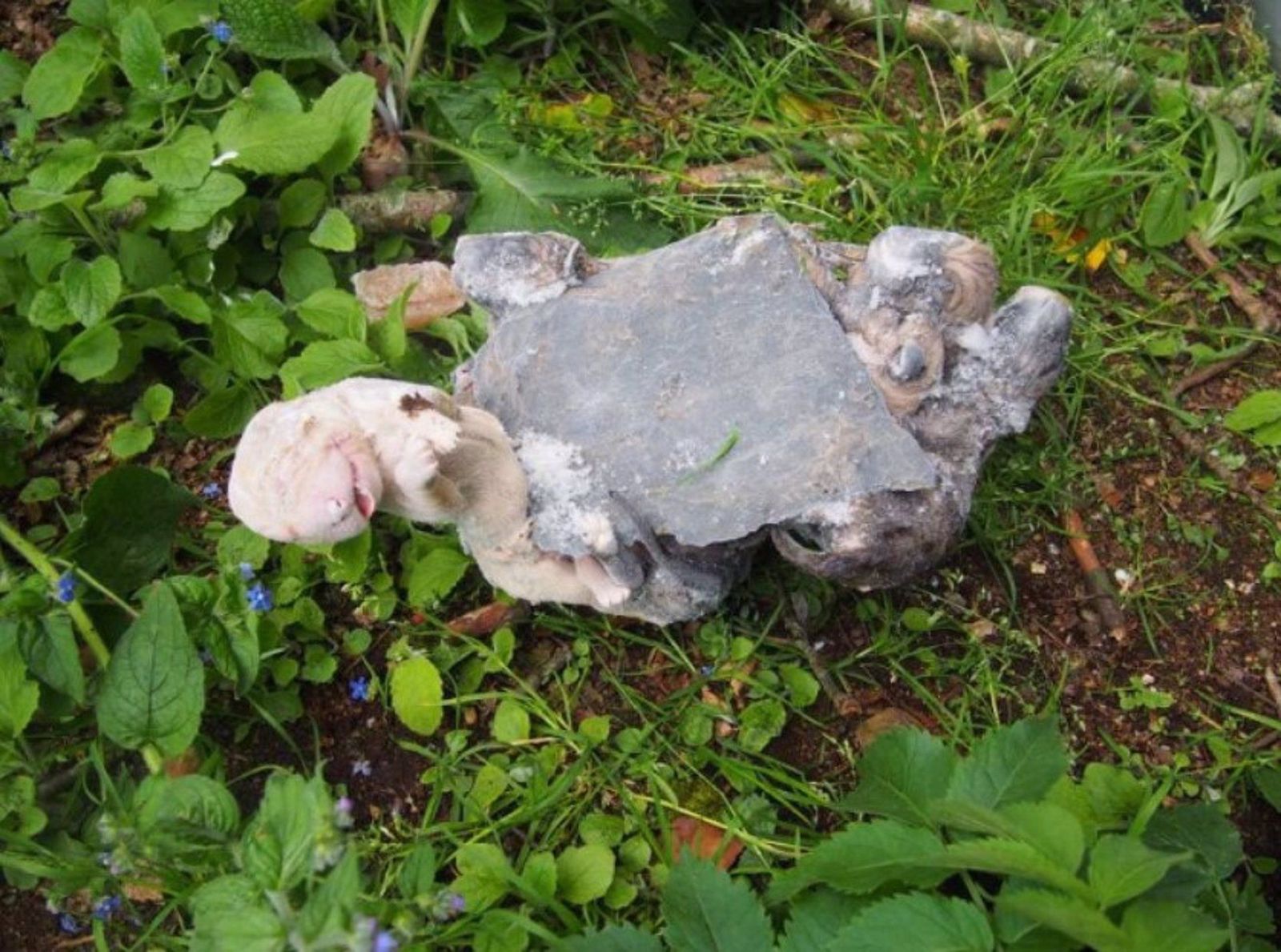 Cachorros congelados en Lugo