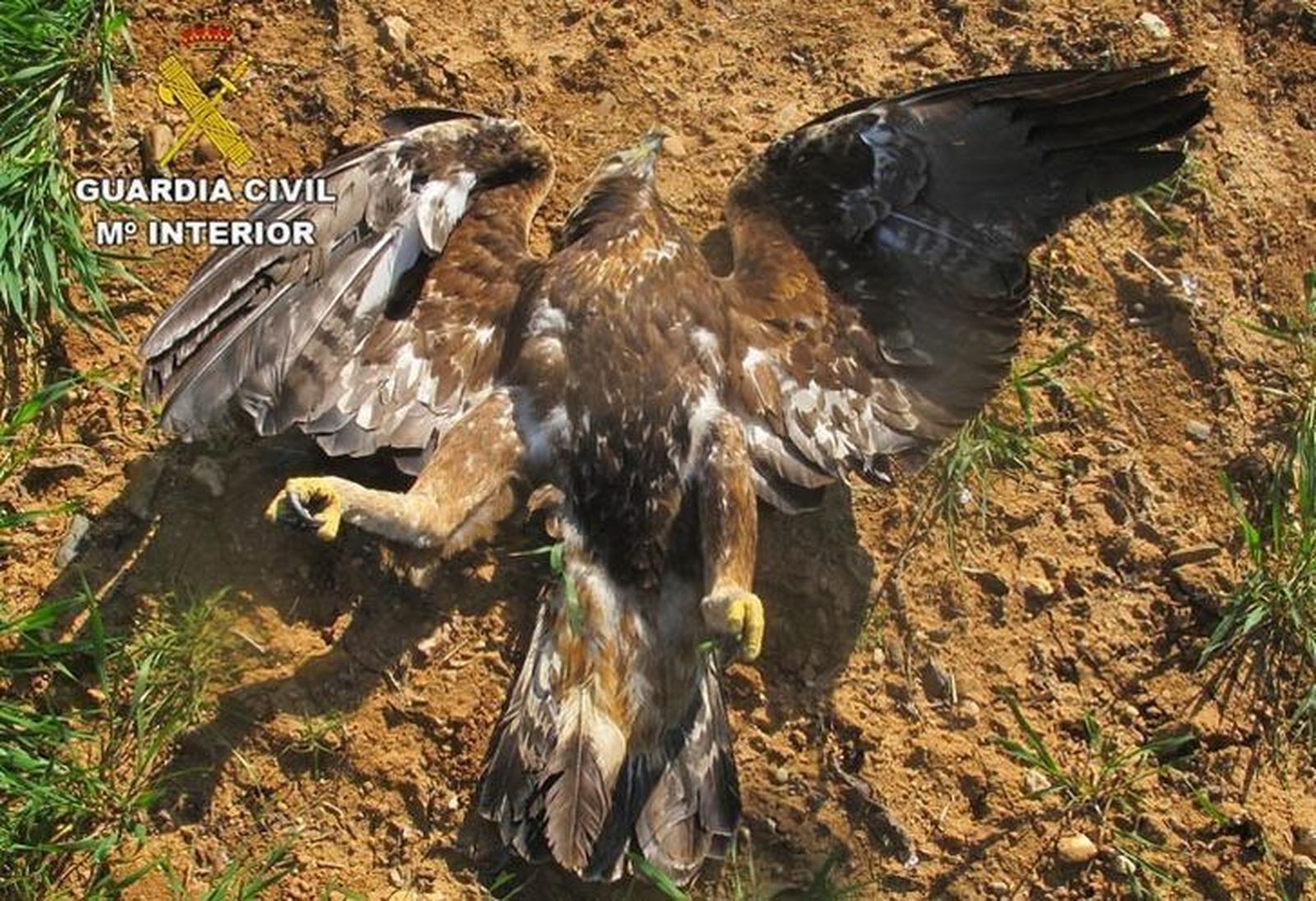 La Guardia Civil halla nueve aves rapaces y un córvido, muertos por cebos envenenados