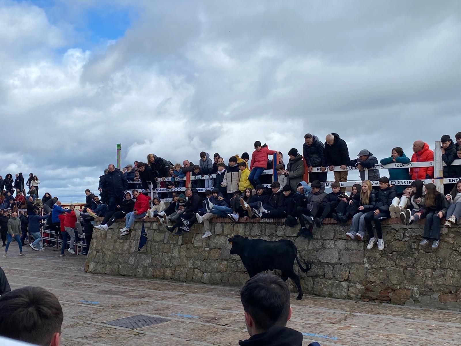 suelta-de-vaquillas-por-el-domingo-de-pinata-en-ciudad-rodrigo-9-de-marzo-de-2025-22