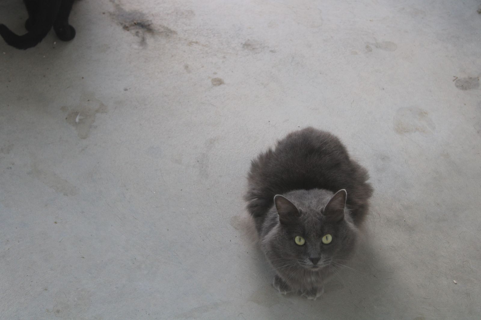 refugio-de-animales-del-ayuntamiento-de-salamanca-11