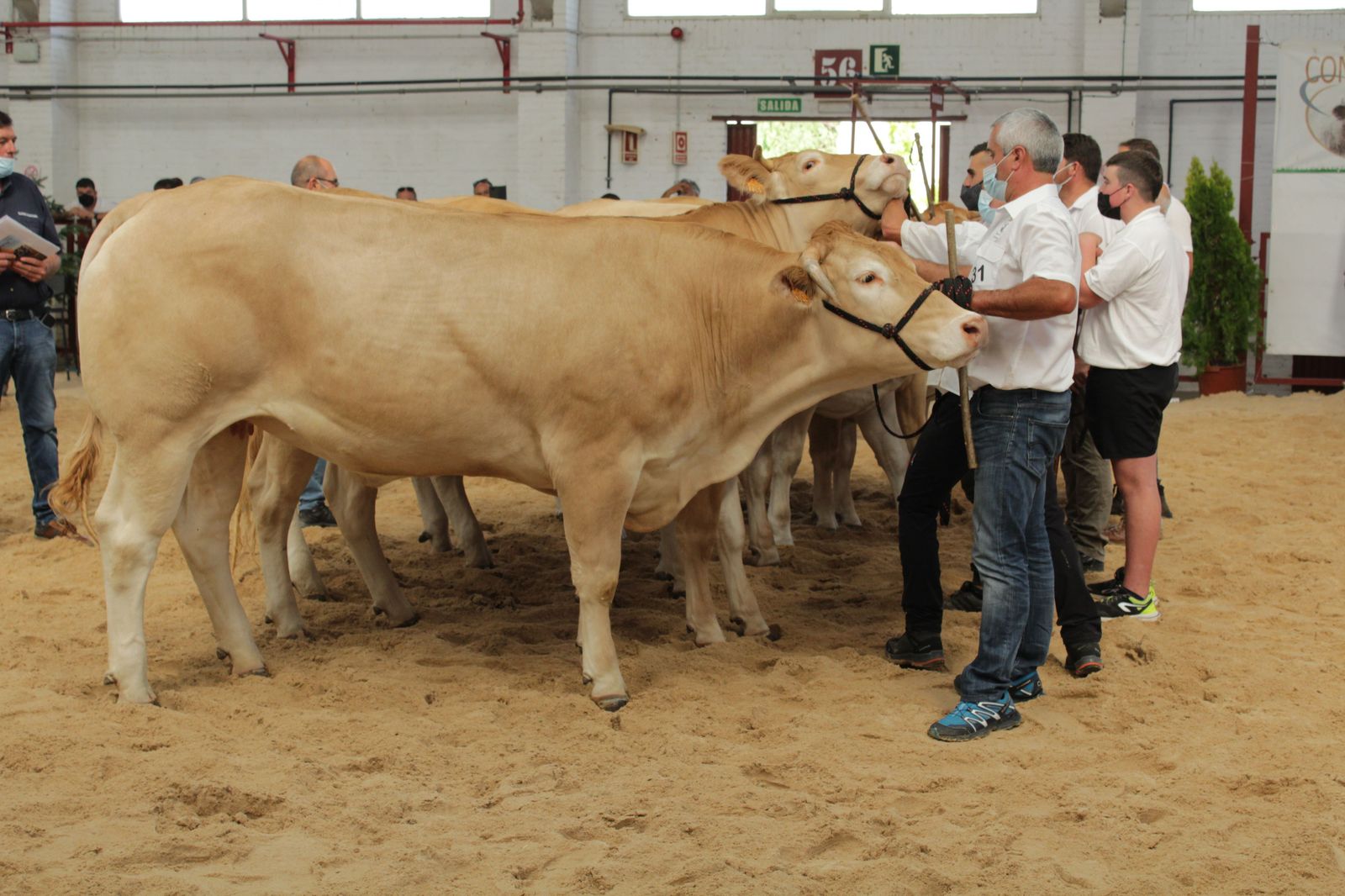 blonde-de-aquitania-7