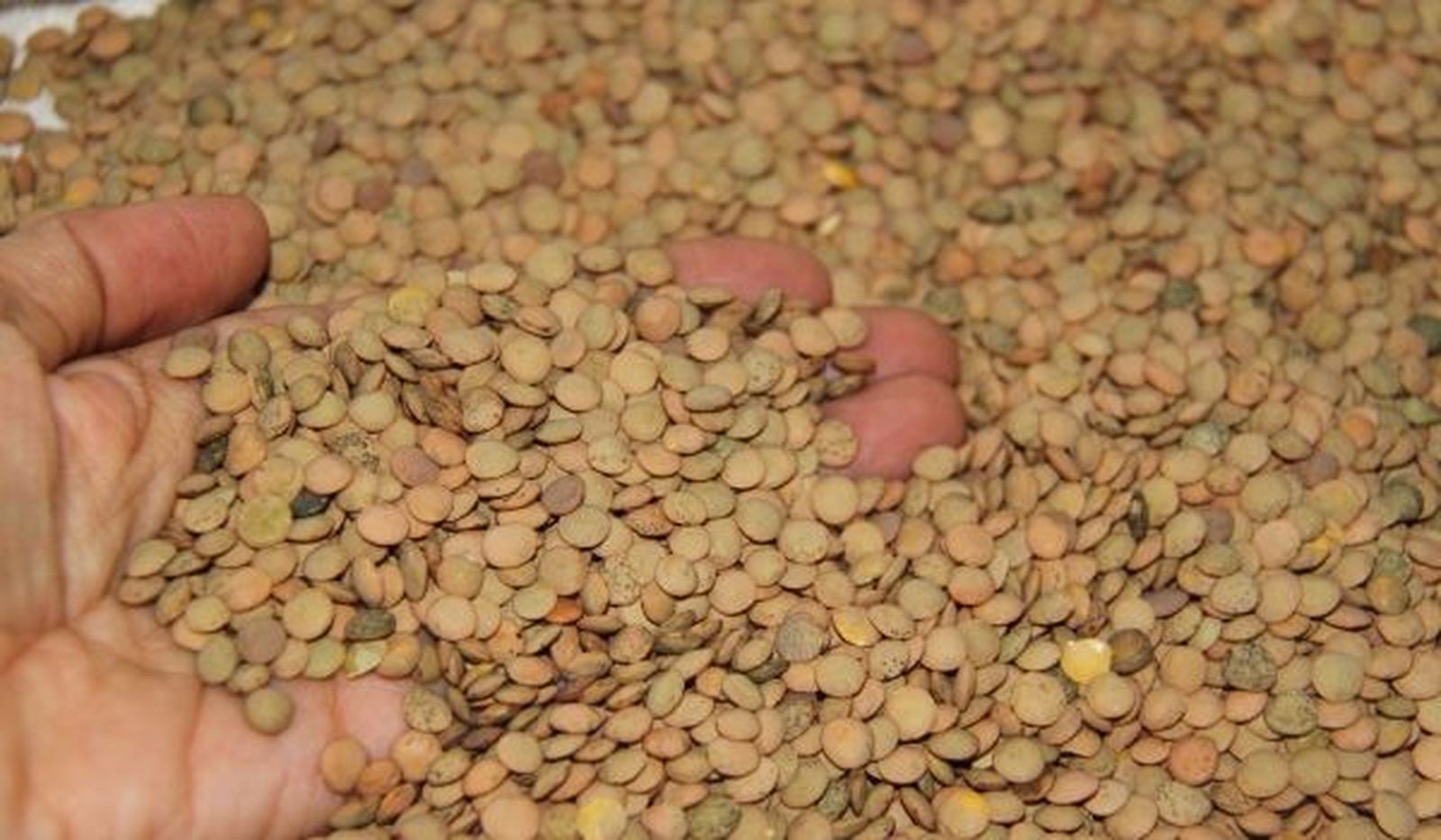 Lentejas cosechadas en La Armuña