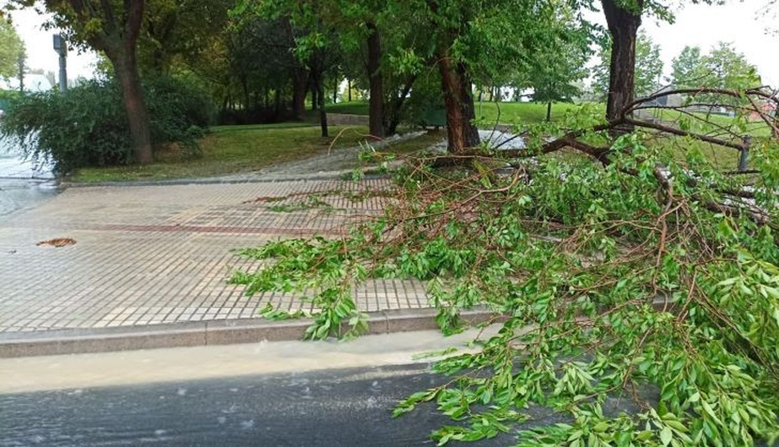 Caída de un árbol en las inmediaciones del Multiusos Sánchez Paraíso. Foto SALAMANCA24HORAS. (1)