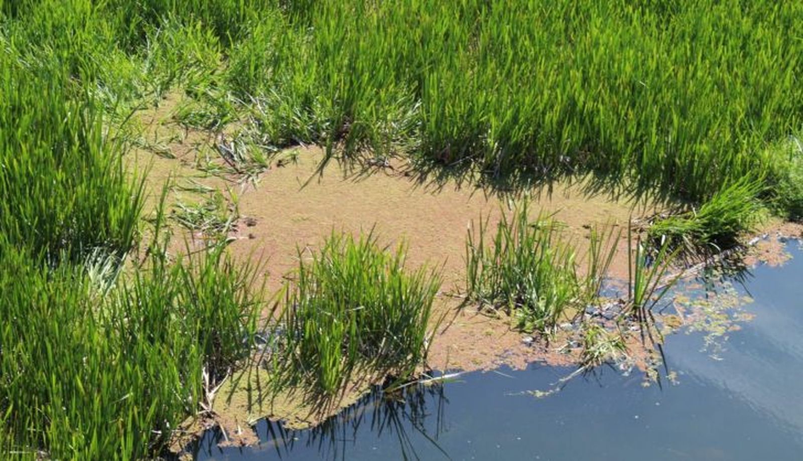 Azolla en el Tormes (5)