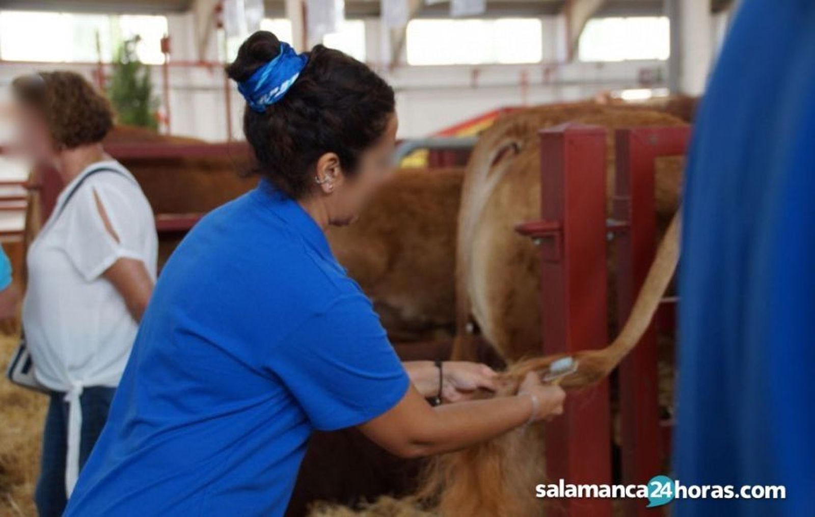 Saneamiento ganadero, veterinario. Foto de archivo