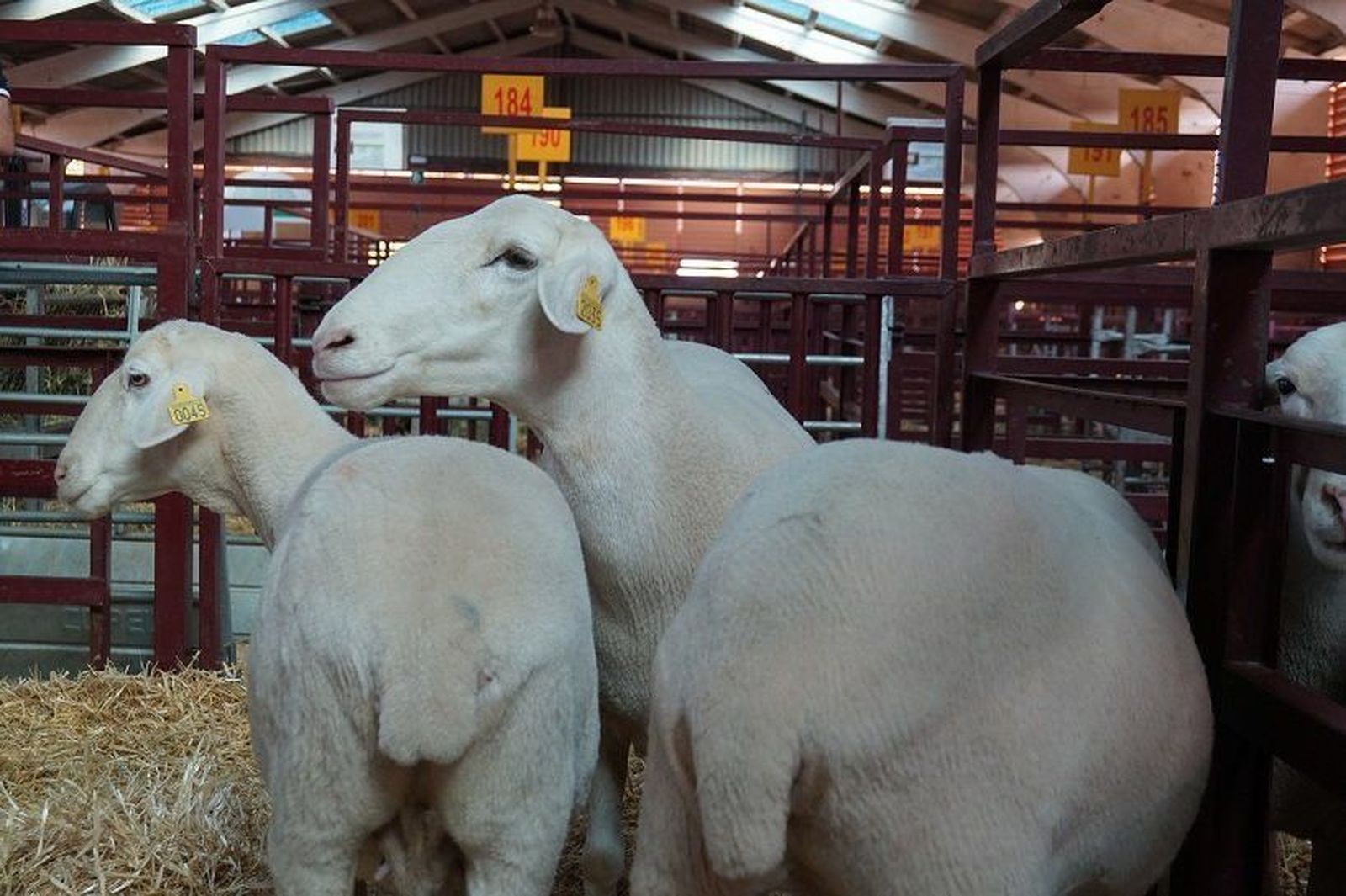 Interovic lanza dos campañas para poner en valor las fortalezas del cordero español