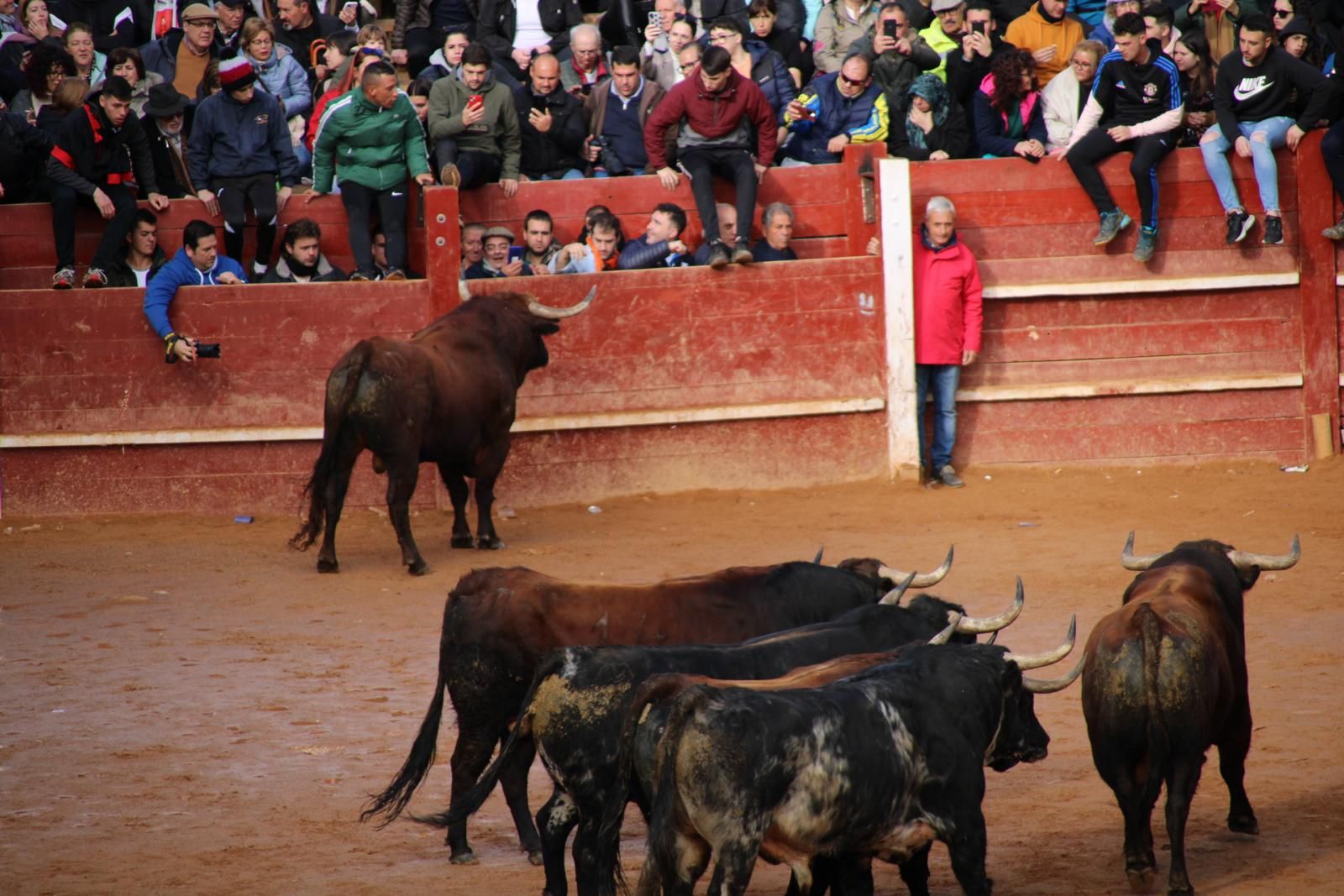 encierro-del-martes-de-carnaval-en-ciudad-rodrigo-21