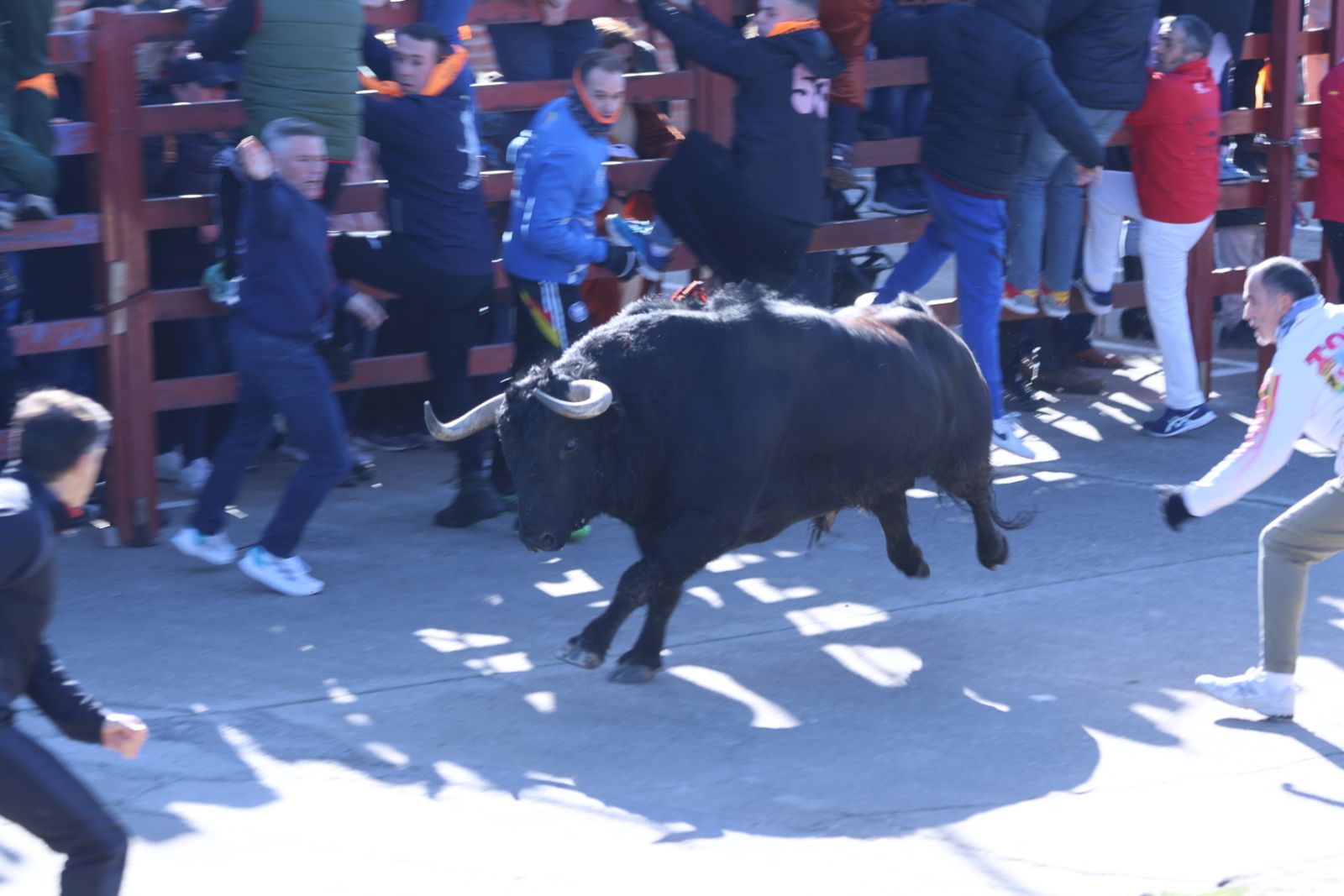 Toro del Antruejo 2026 en el Carnaval del Toro de Ciudad Rodrigo