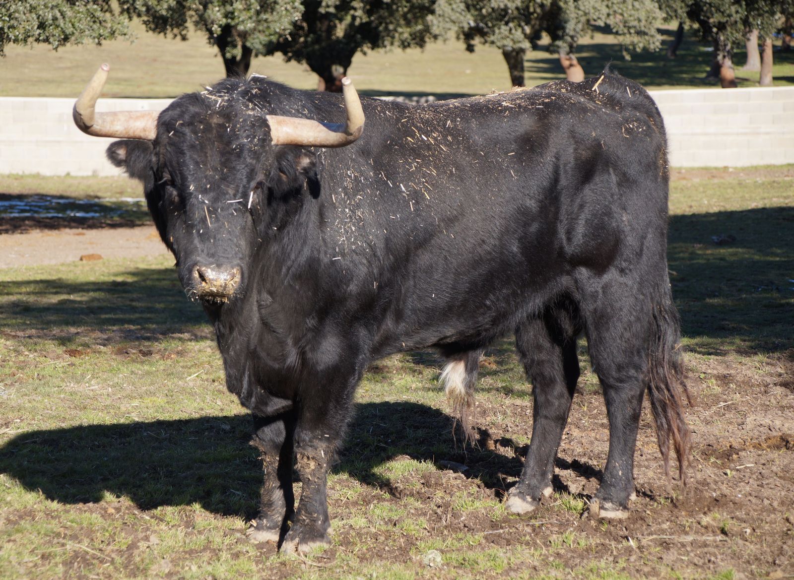 Ganadería Valdefresno